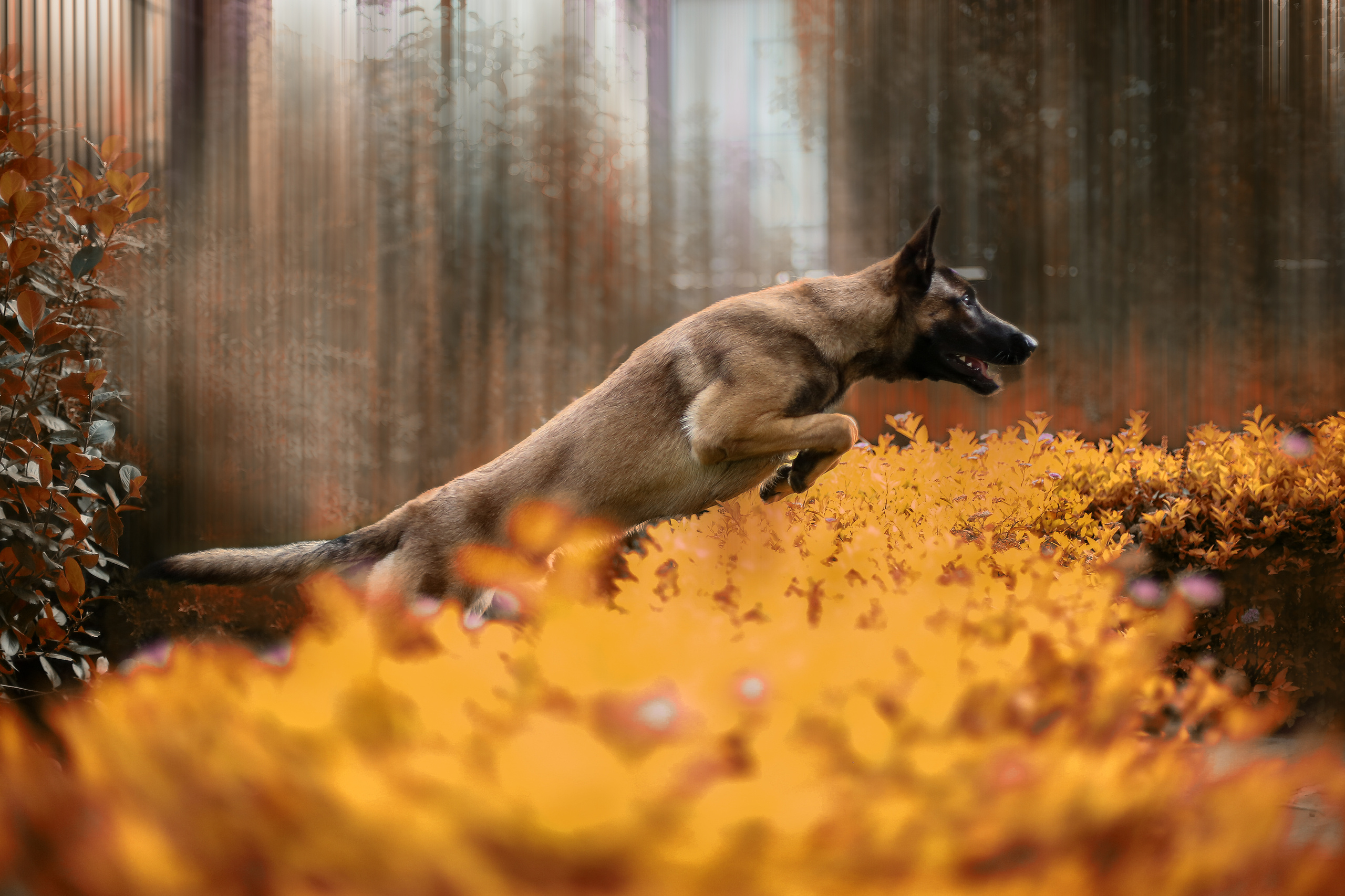 Фотографии собак  в Новосибирске. Фотограф в Новосибирске