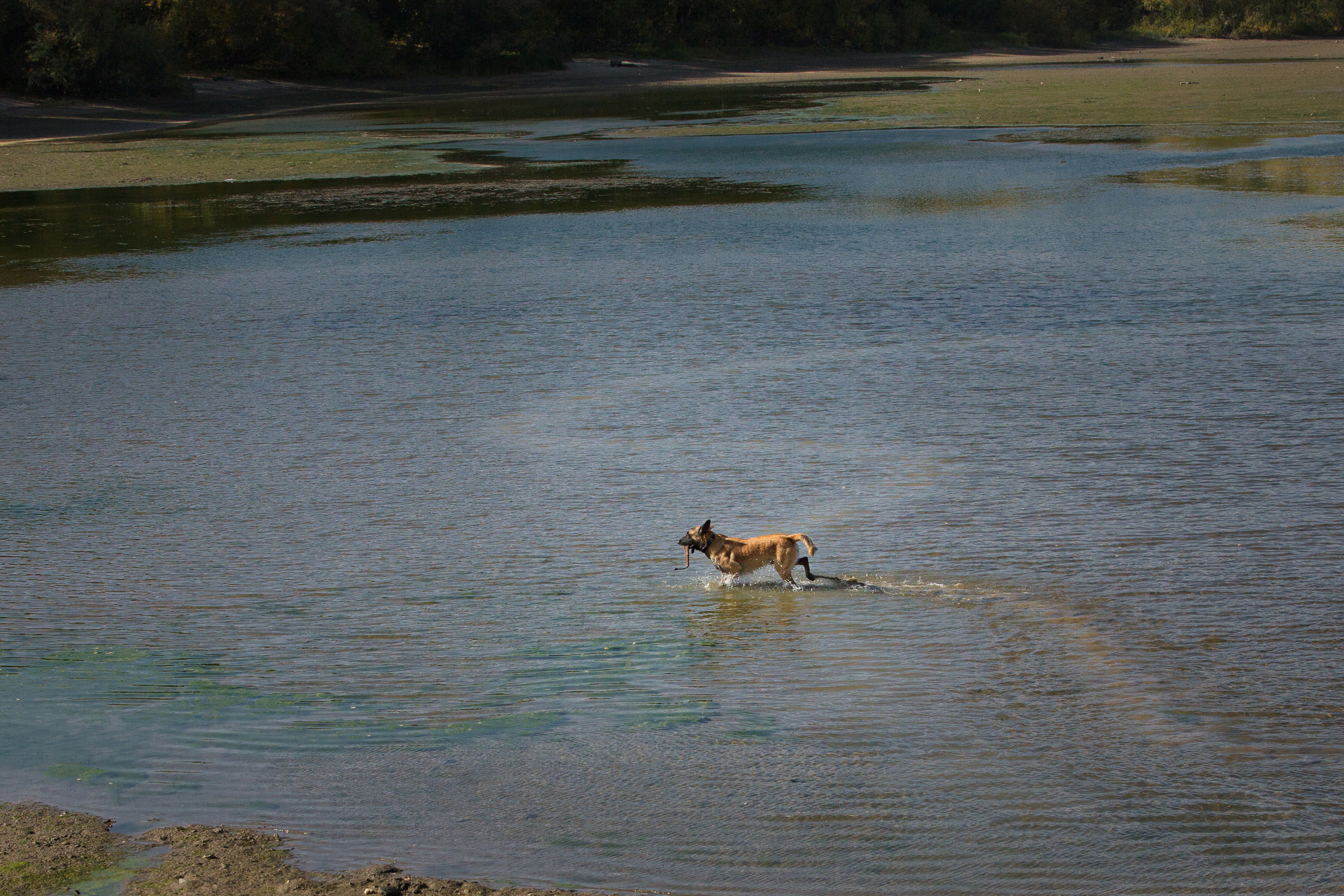 Фотосессия  собак. Фотограф в Новосибирске