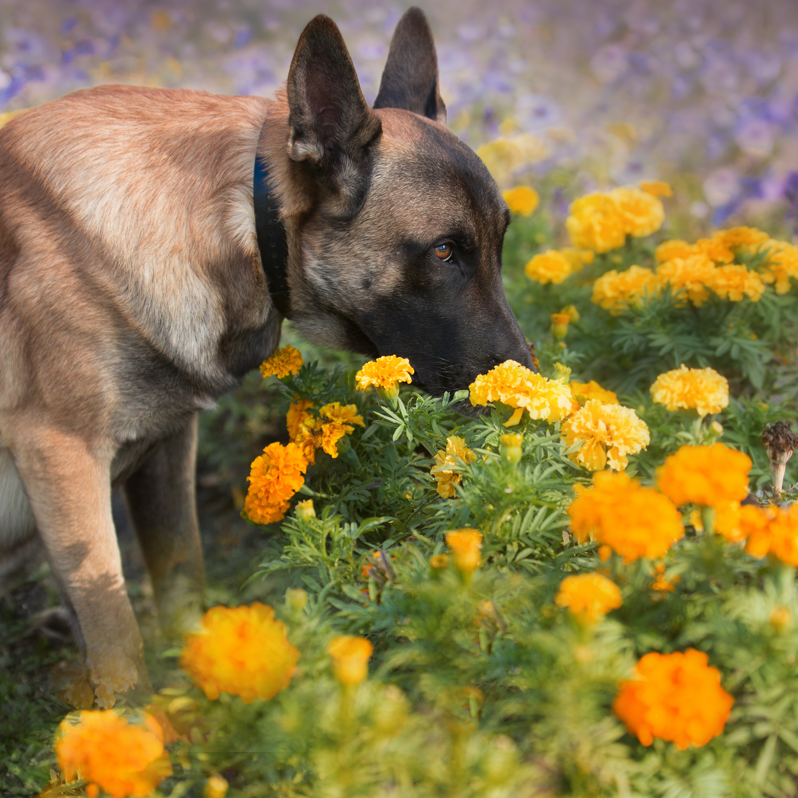 Фотосессия  собак. Фотограф в Новосибирске