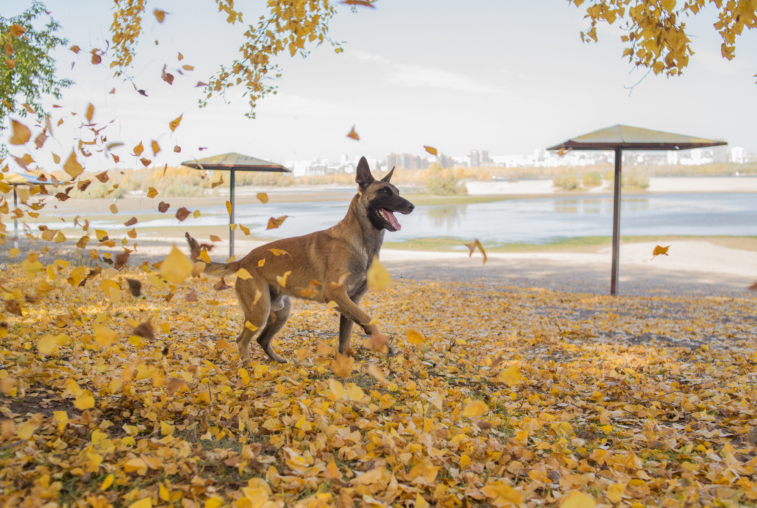 Фотосессия  собак. Фотограф в Новосибирске
