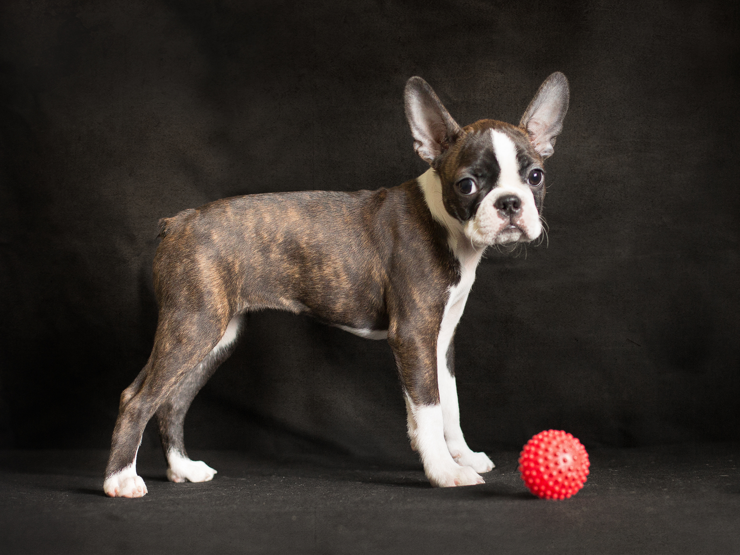 Фотографии собак  в Новосибирске. Фотограф в Новосибирске