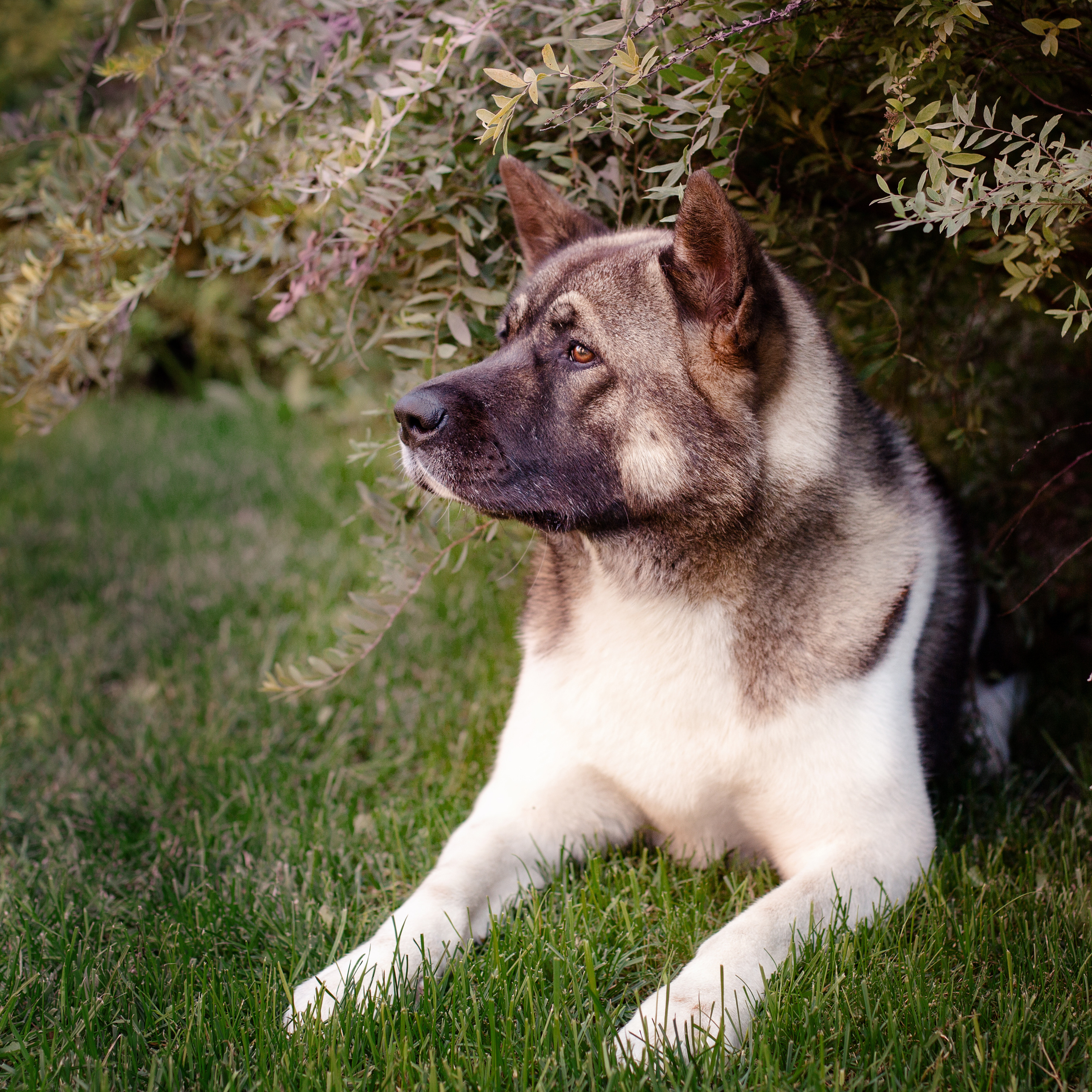Фотографии собак  в Новосибирске. Фотограф в Новосибирске