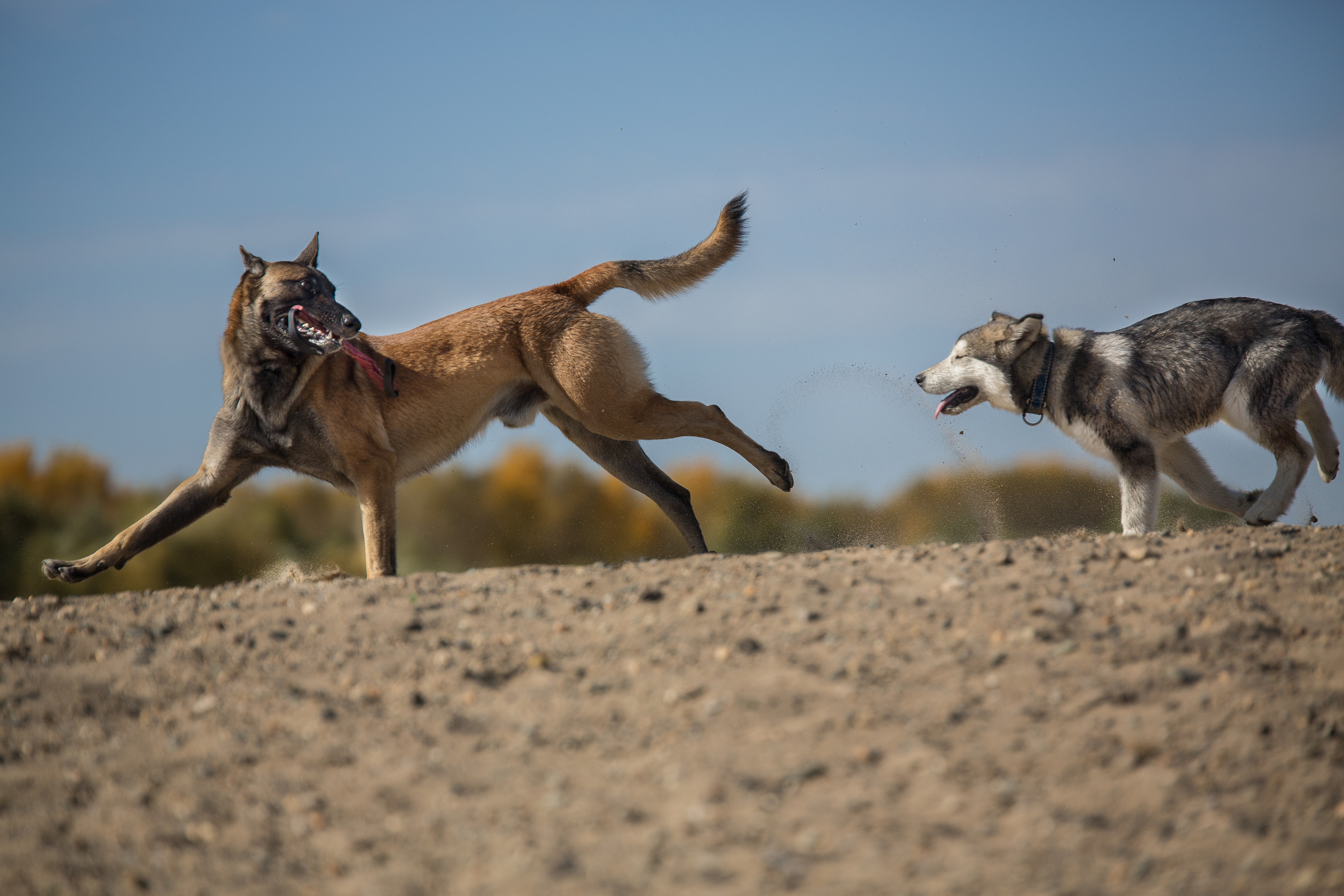Фотосессия  собак. Фотограф в Новосибирске