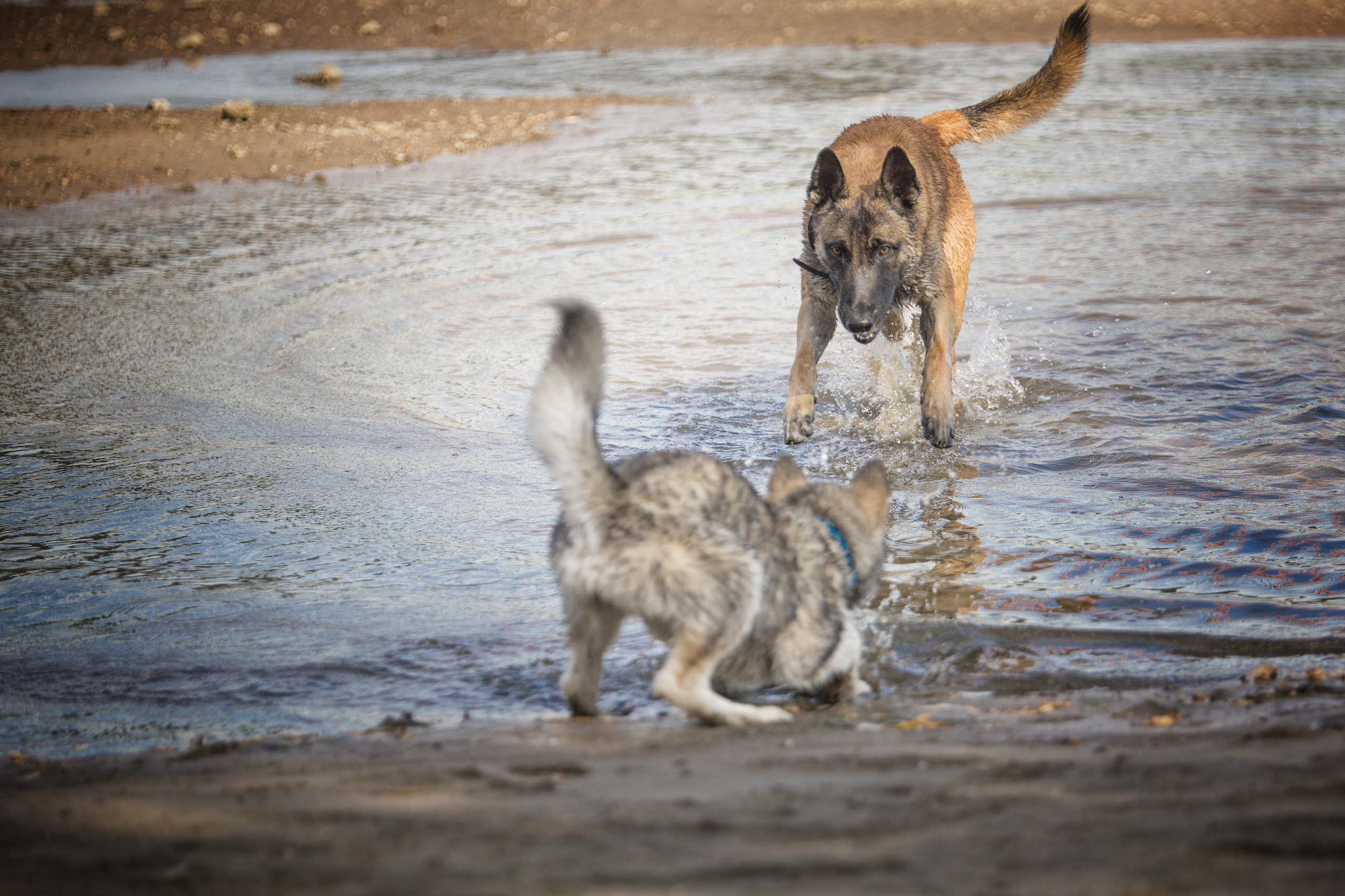 Фотографии собак  в Новосибирске. Фотограф в Новосибирске