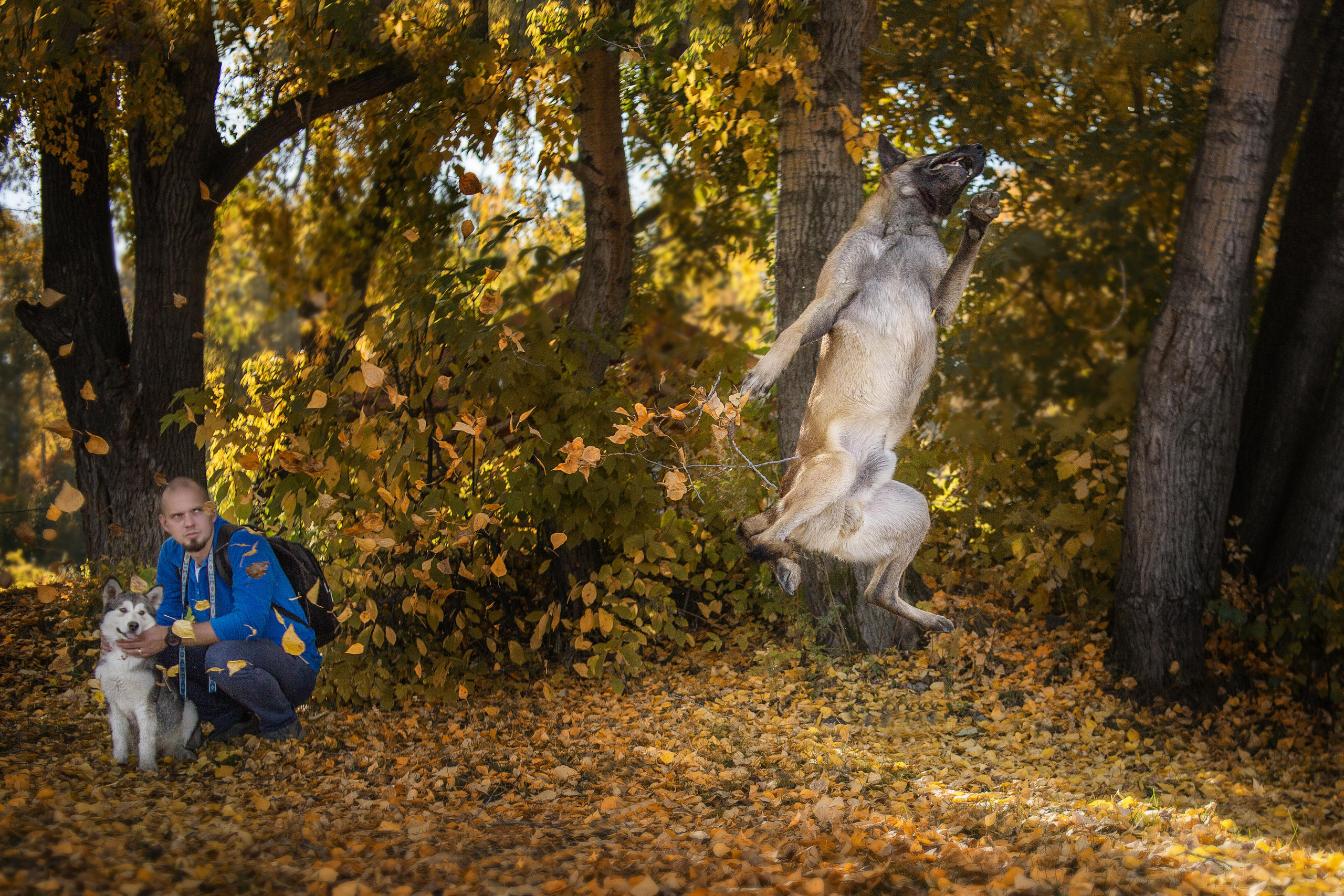 Фотосессия  собак. Фотограф в Новосибирске