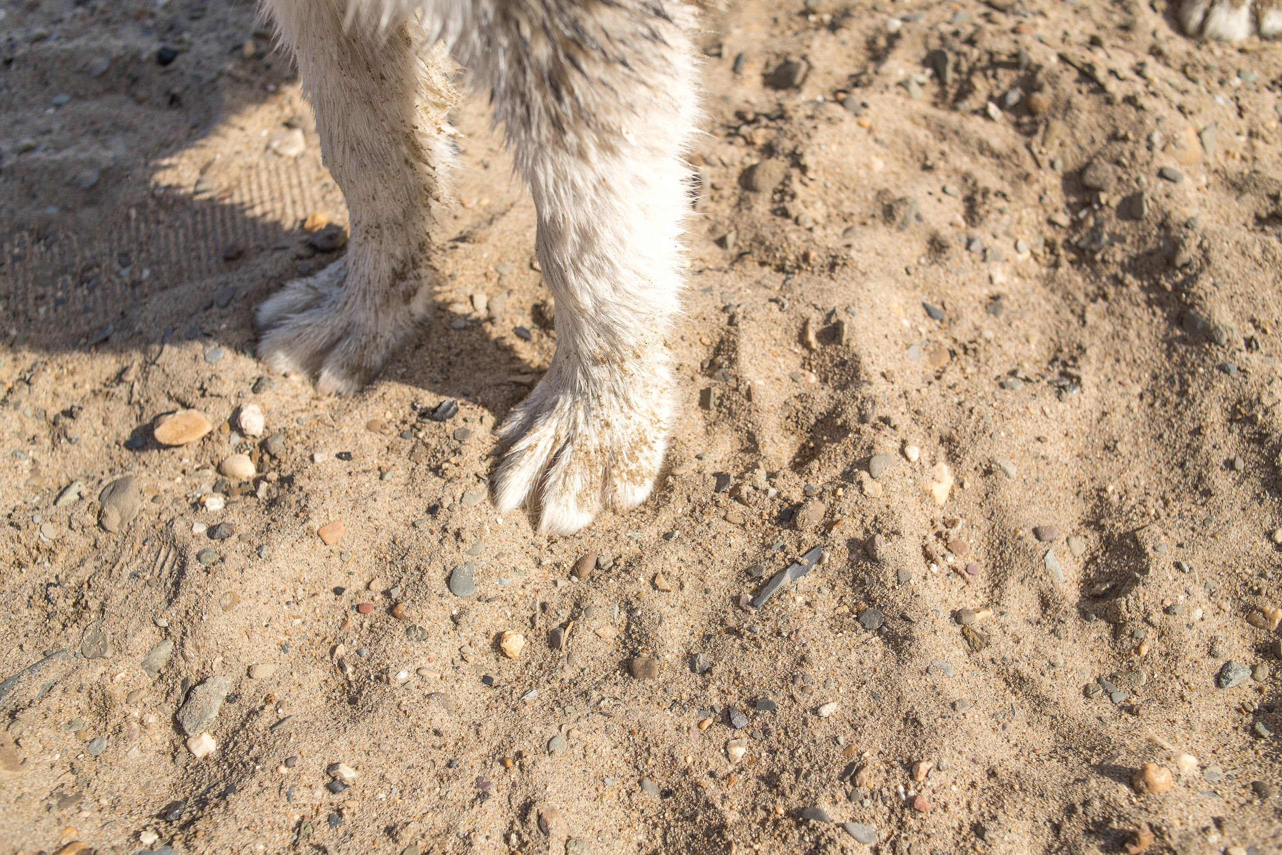 Фотосессия  собак. Фотограф в Новосибирске