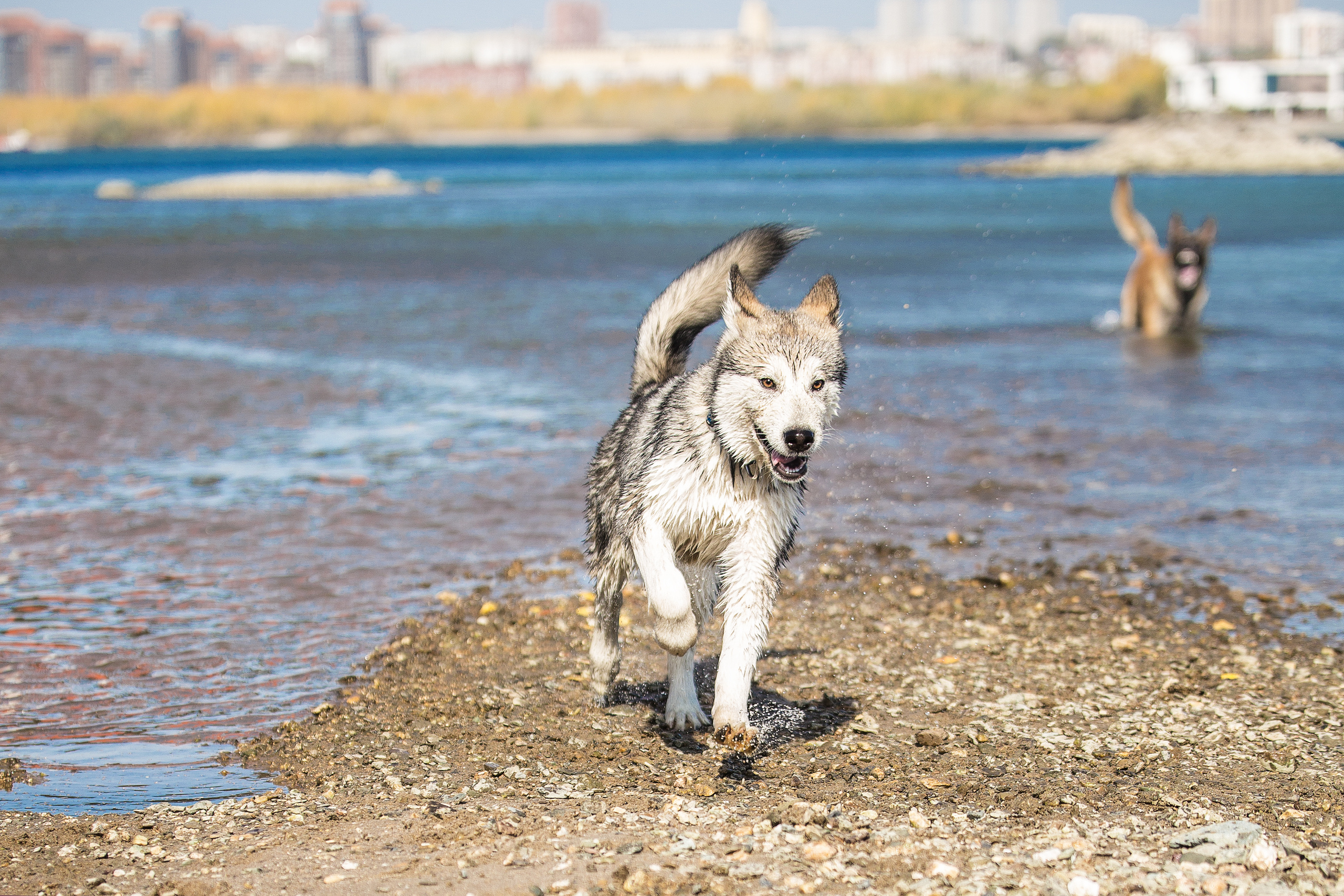 Фотографии собак  в Новосибирске. Фотограф в Новосибирске