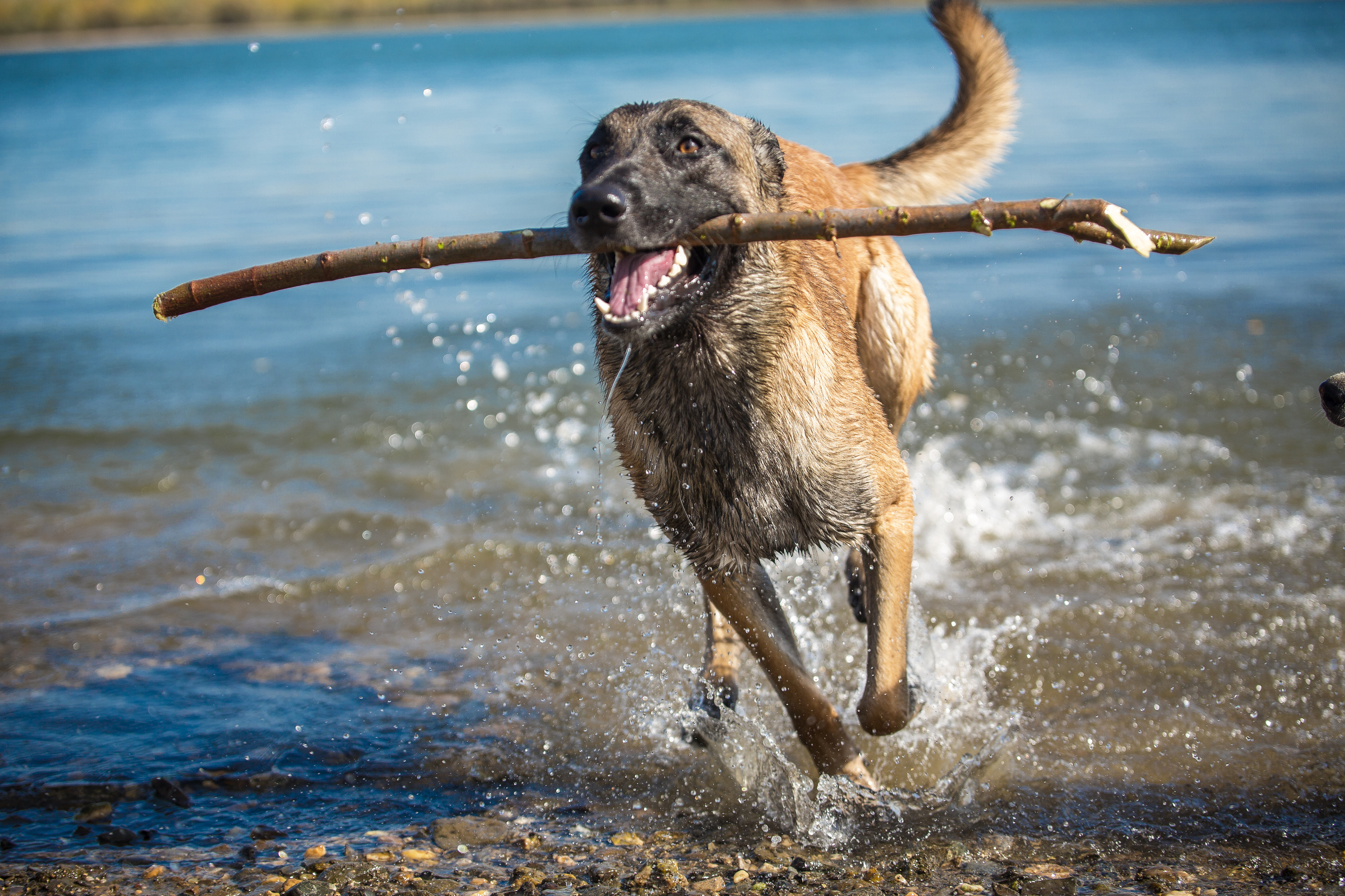 Фотосессия  собак. Фотограф в Новосибирске