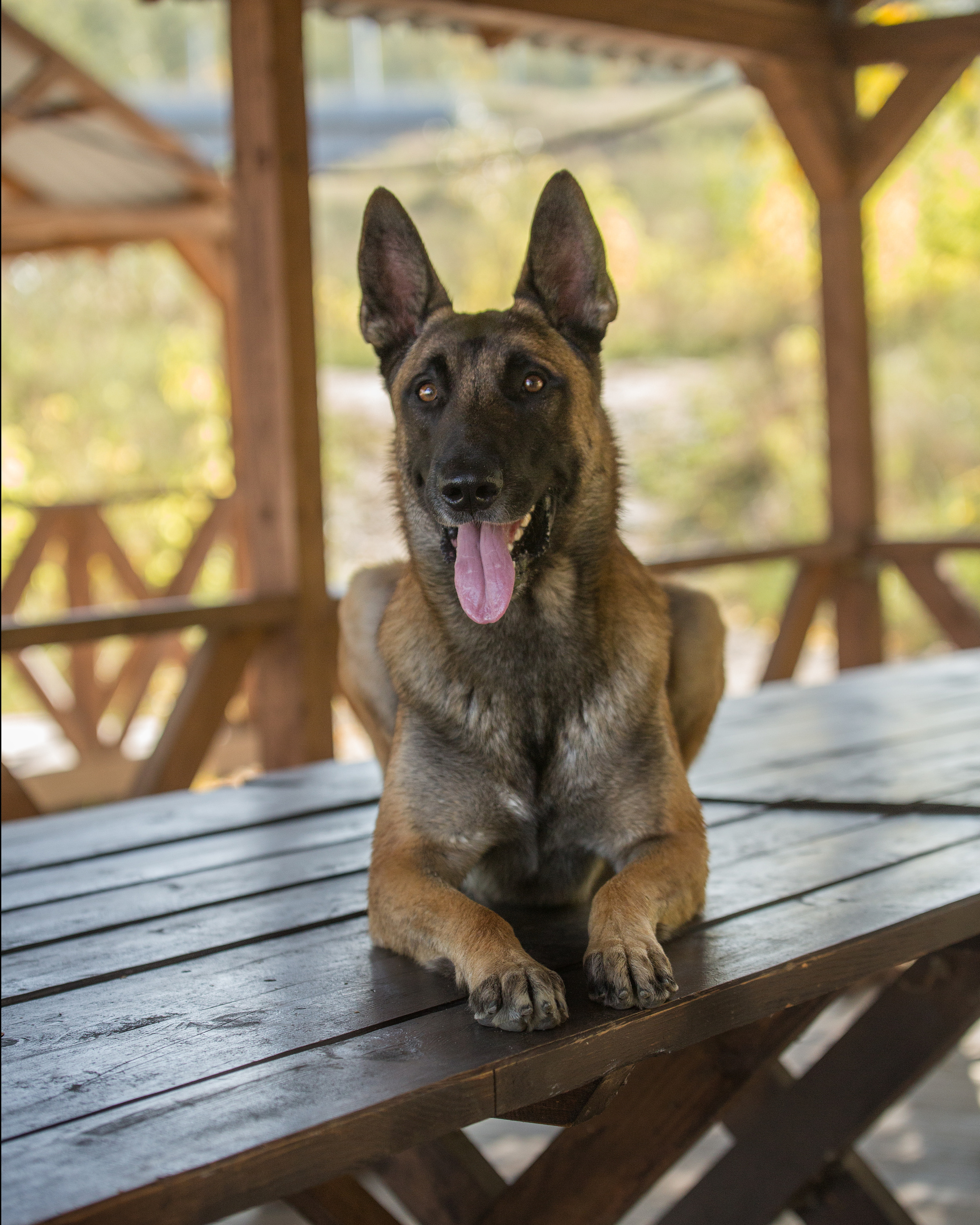 Фотосессия  собак. Фотограф в Новосибирске