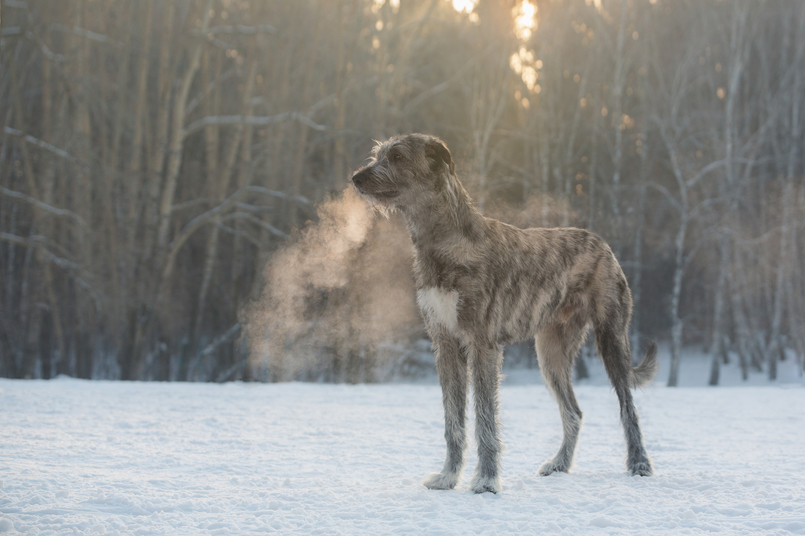 Фотографии собак  в Новосибирске. Фотограф в Новосибирске