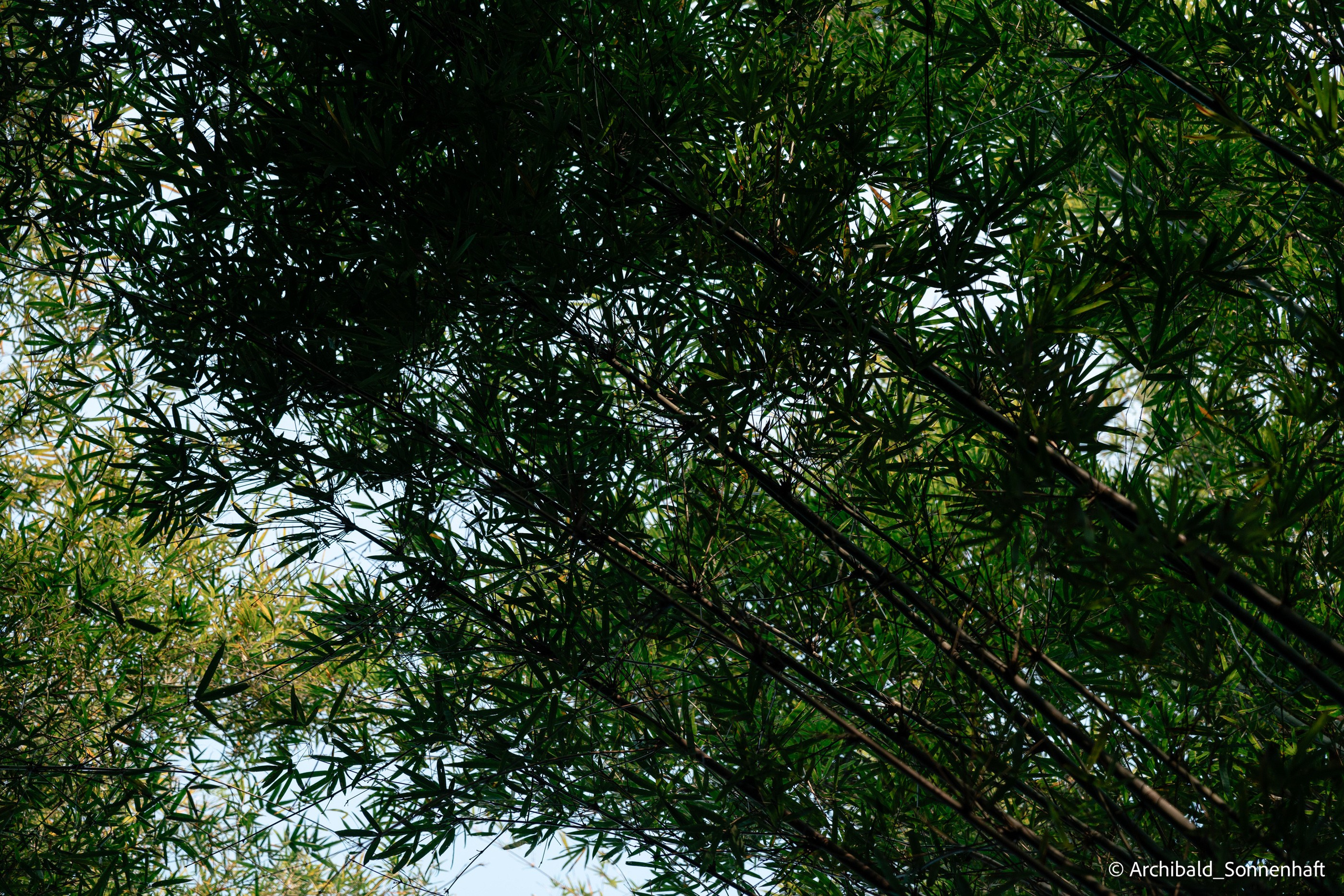 Diaolou in Kaiping. Photographer in Guangzhou, China. Archibald Sonnenhaft