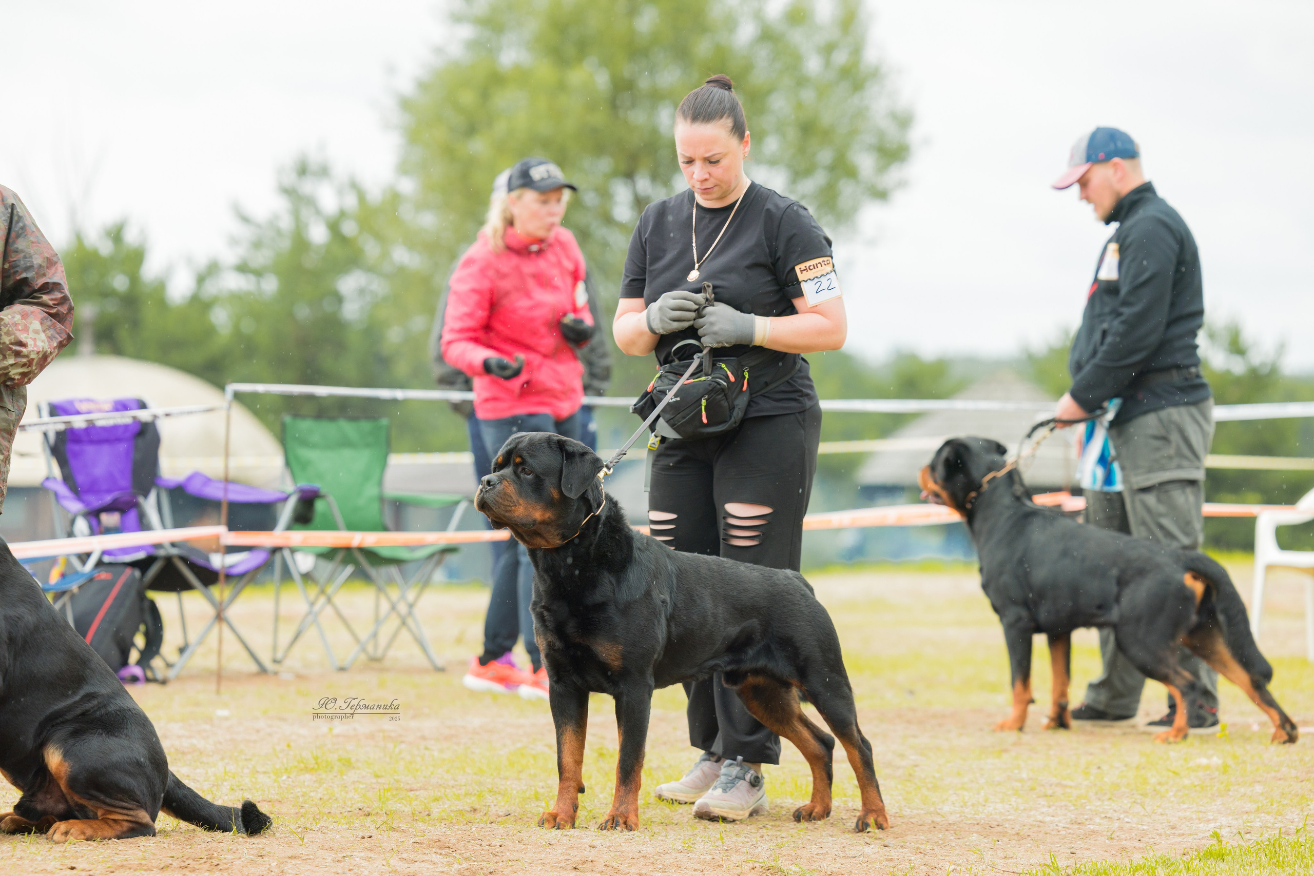 Тверь ротвейлеры 5-6.07.2025. Фотограф-анималист Юлия Германика