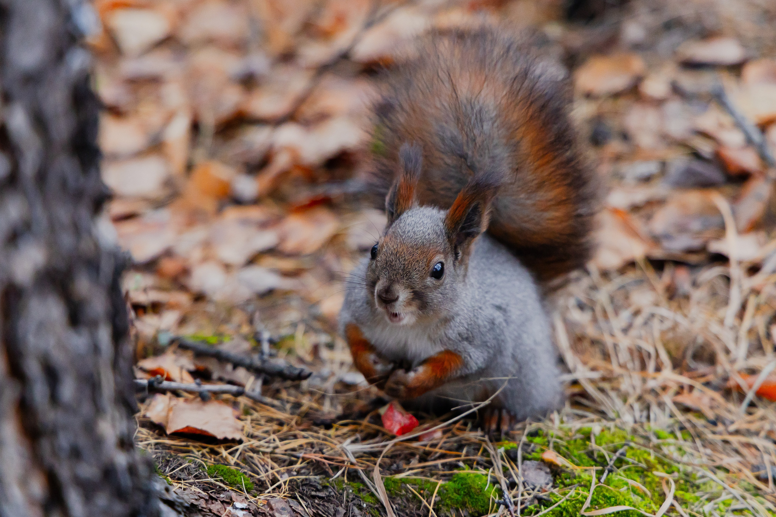 Осень в Сибири 24 год. Фотограф Братск Юлий Дежин