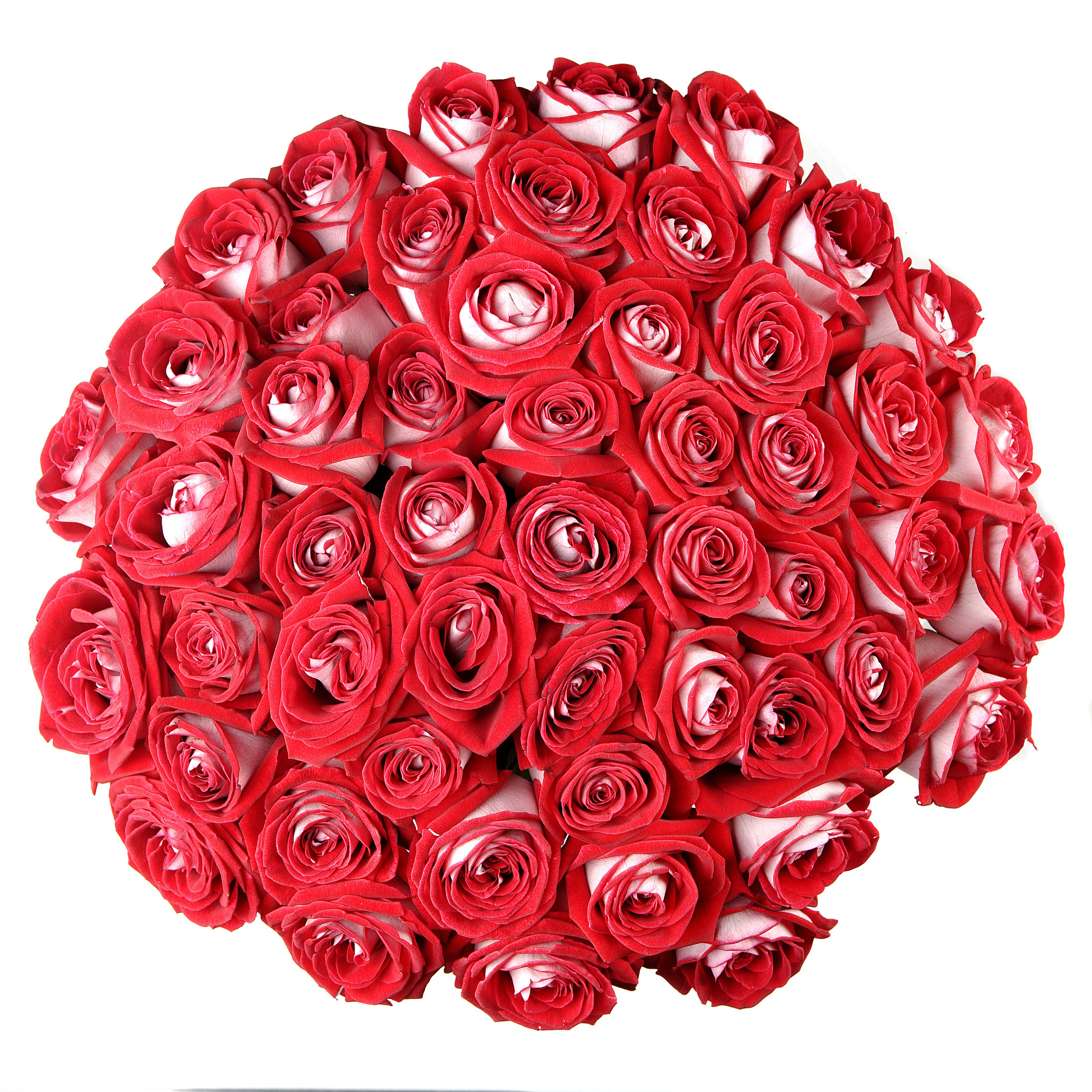 Цветы. Фотограф Мария Кольцова