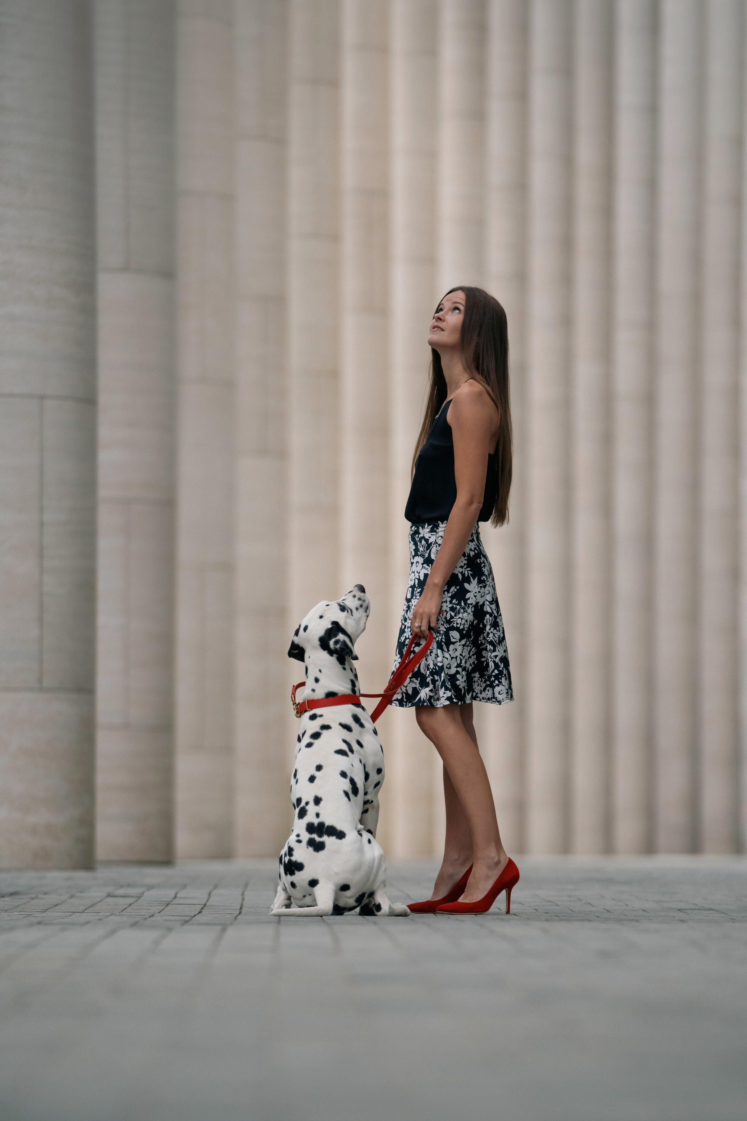 1 Далматин. Фотограф анималист