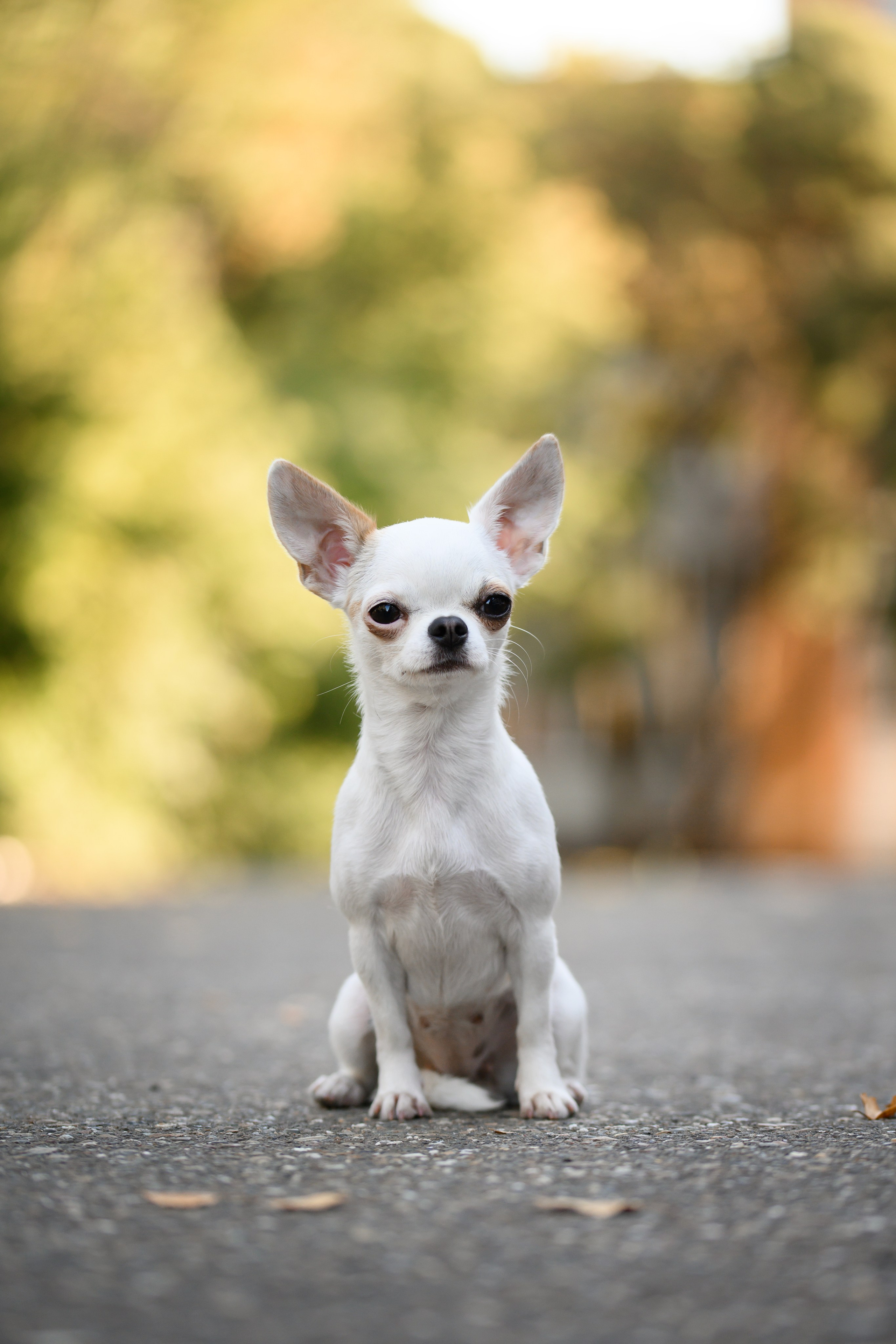 Собаки. FASHION ФОТОГРАФ КАЗАНЬ