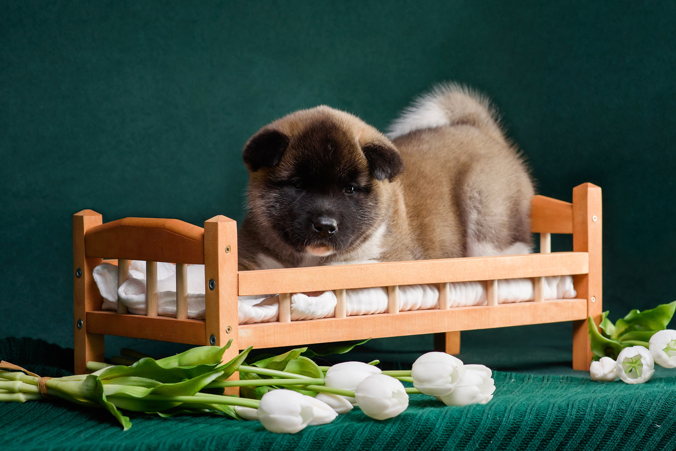 Щенки Американской Акиты. Фотограф — Анималист | Анна Абрамова