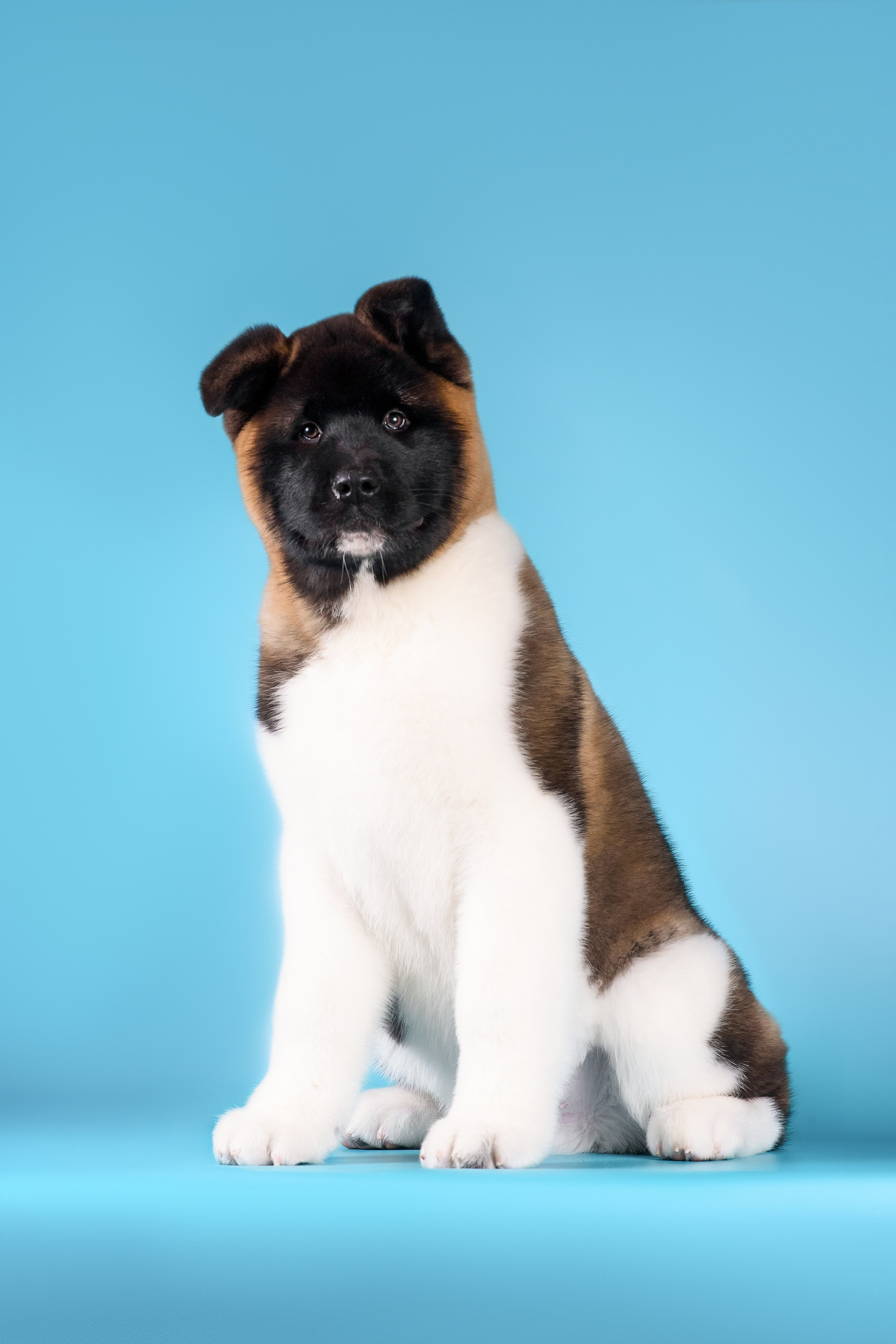 Илон и Оскар — 17.01.2025. Фотограф — Анималист | Анна Абрамова