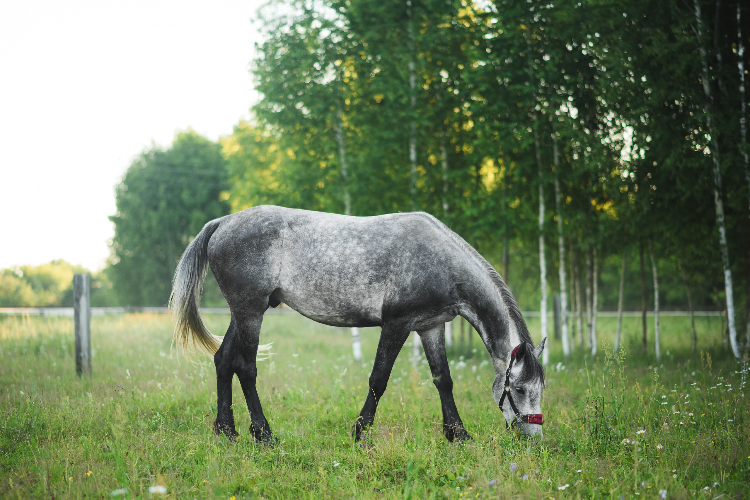 Дакар и Рамина — 29.06.2024. Фотограф — Анималист | Анна Абрамова