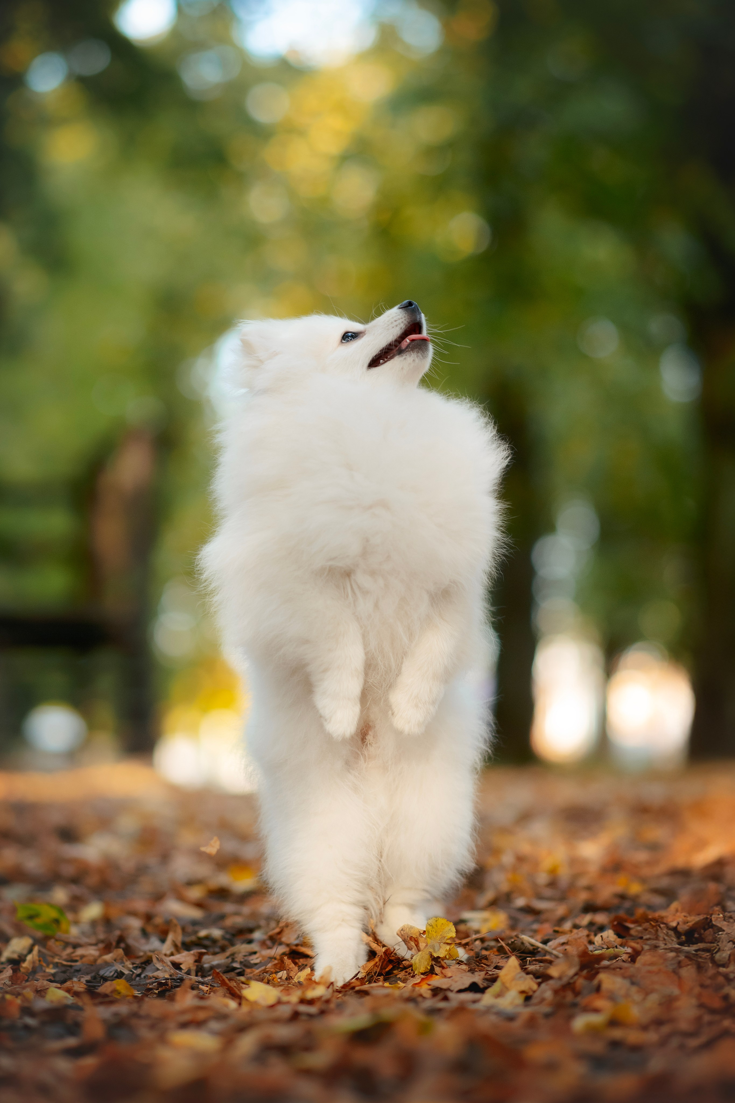 Малый немецкий шпиц — 18.09.2025. Фотограф — Анималист | Анна Абрамова