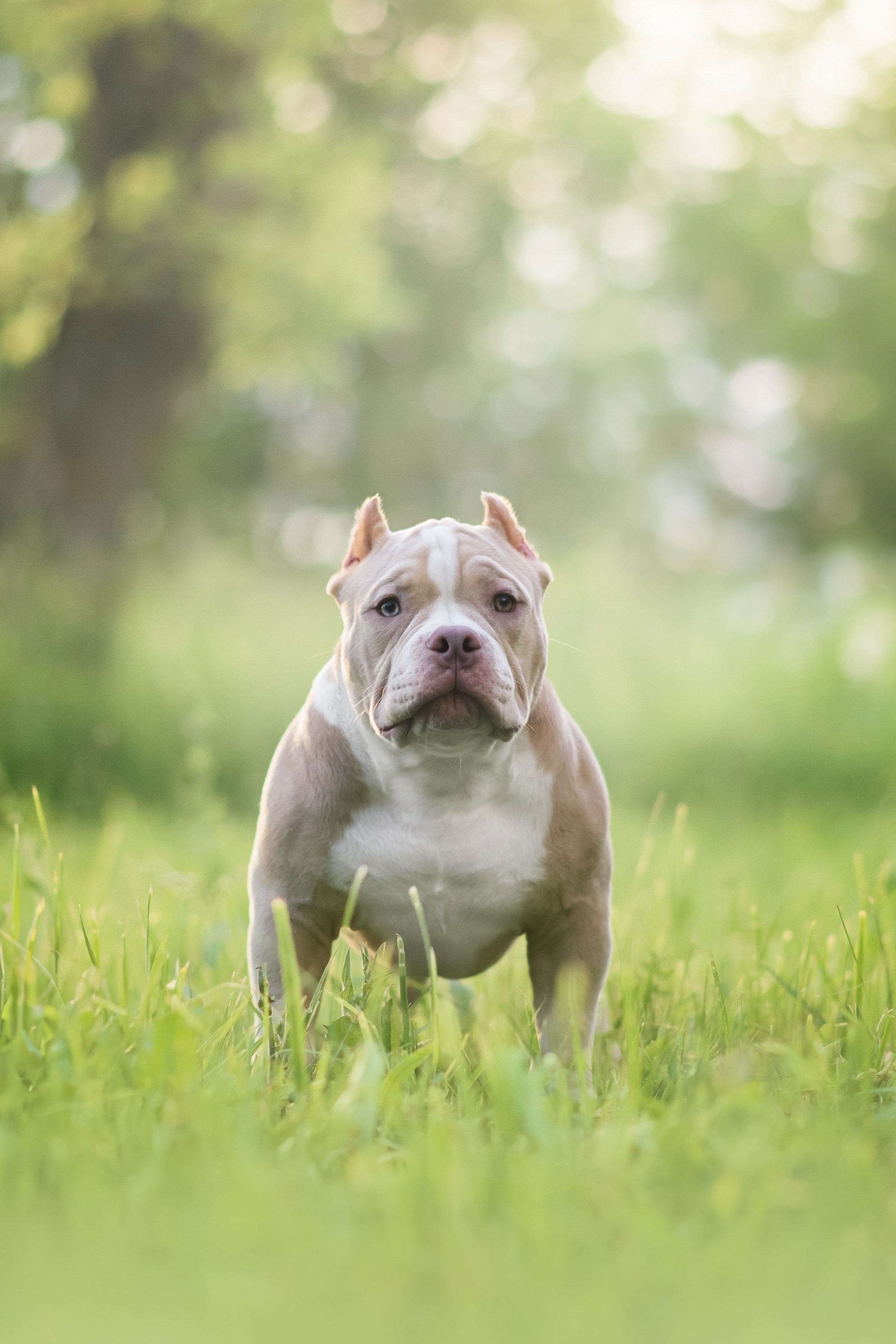 Фотограф — Анималист | Анна Абрамова