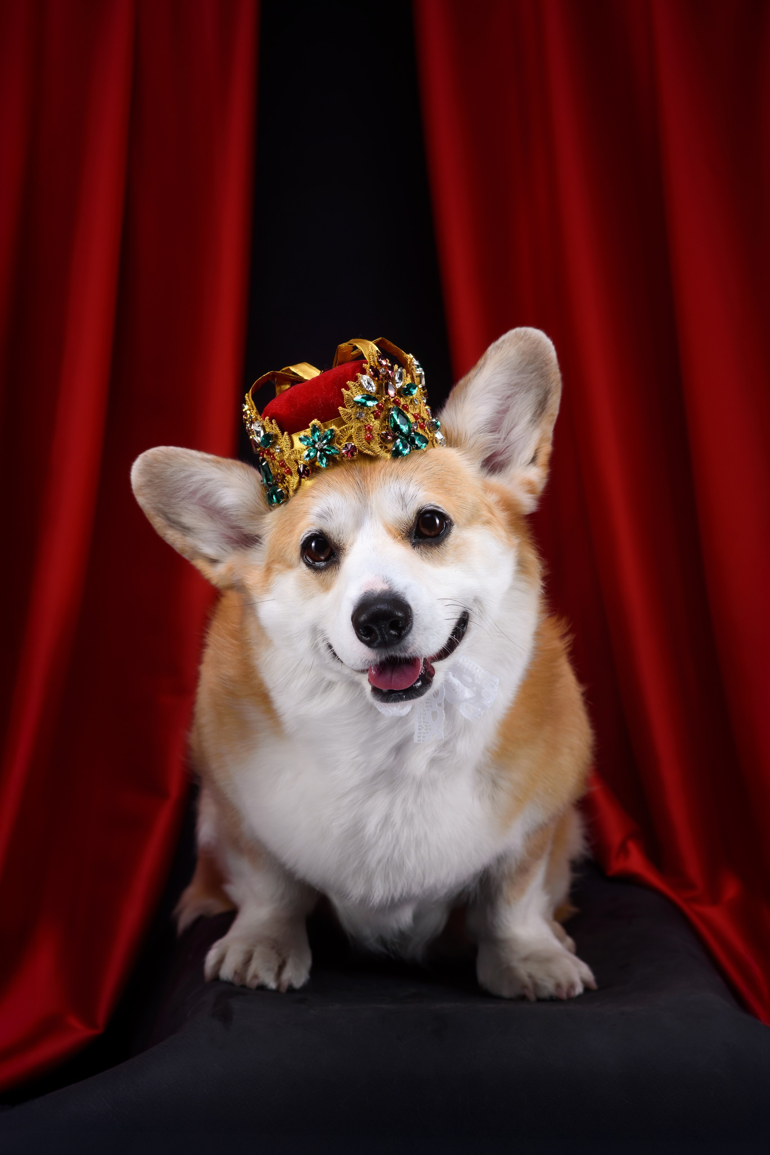 Королевская съемка — 20.05.2025. Фотограф — Анималист | Анна Абрамова