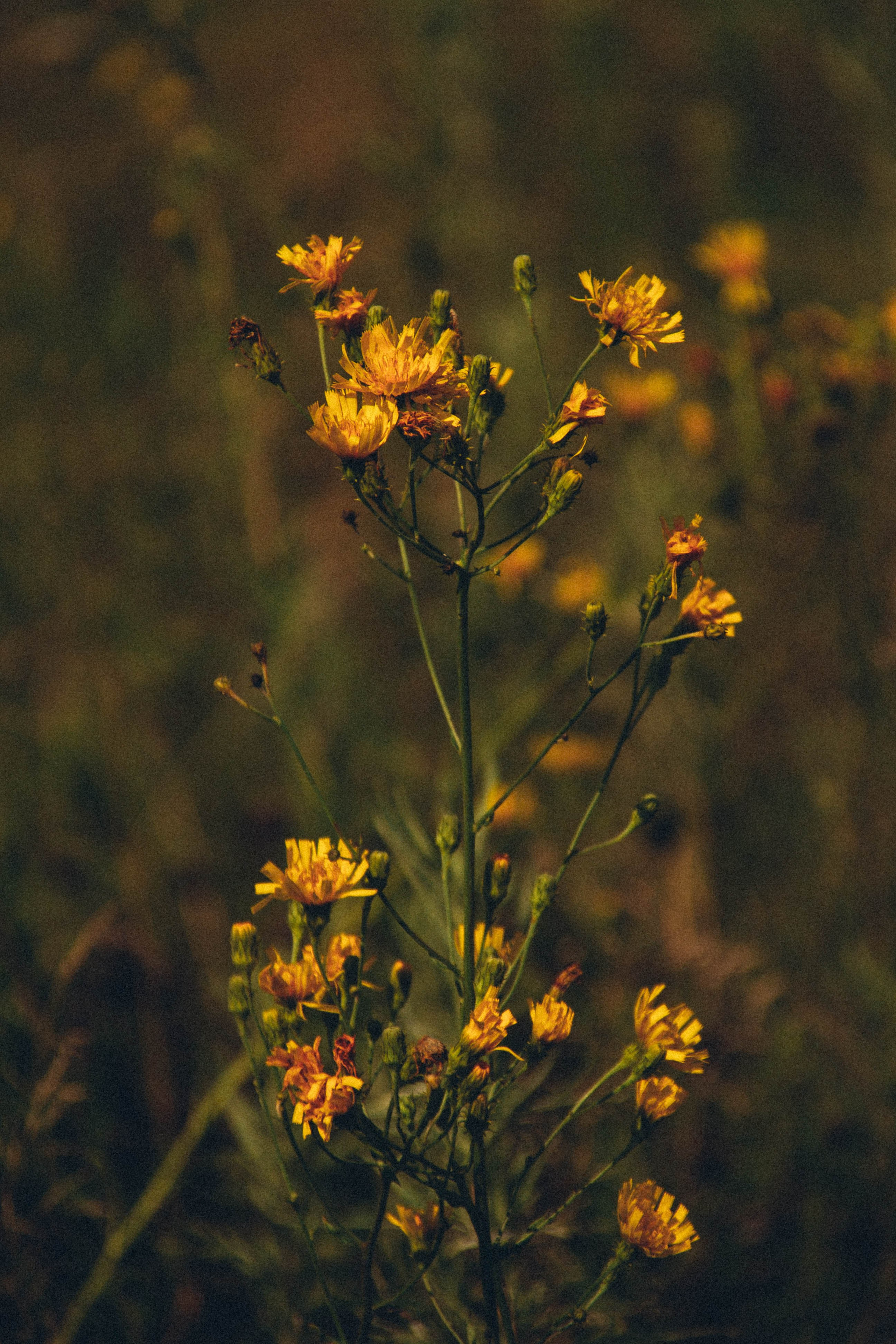 Природа. Darinishna Фэнтези-фотограф Хабаровск