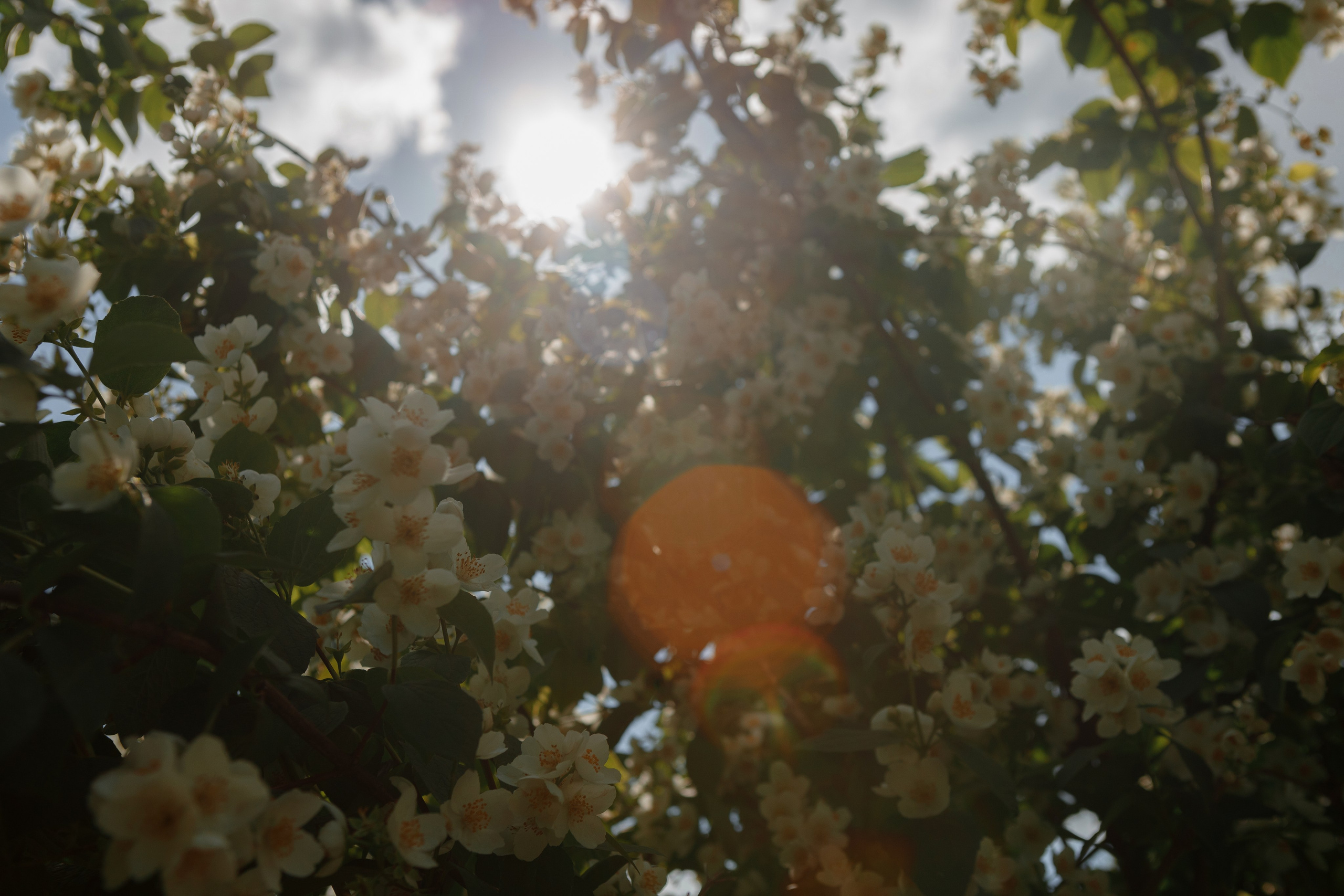 I&E. Свадебный и семейный фотограф Чижова Алина