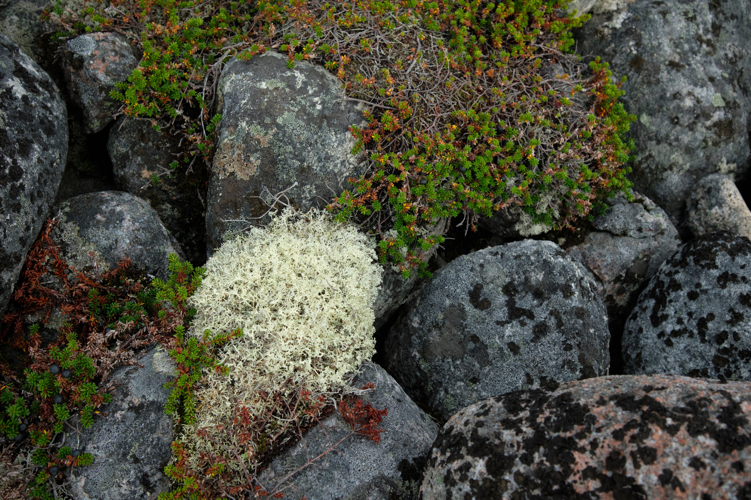 Путешествие в Териберку. Елена Павленко. Фотограф. Москва