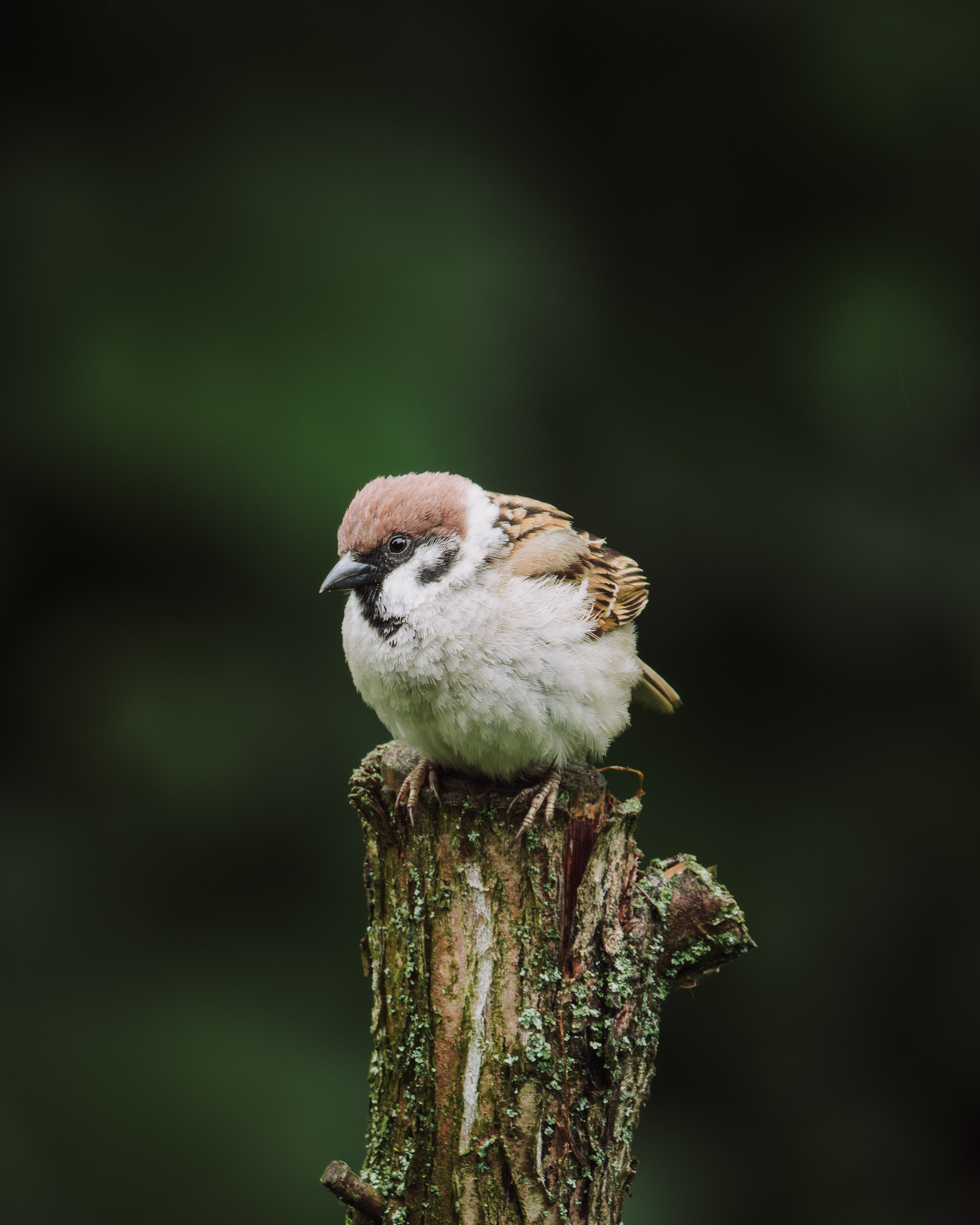 Lipetsk 2025. Anton Chernov | Wildlife photographer
