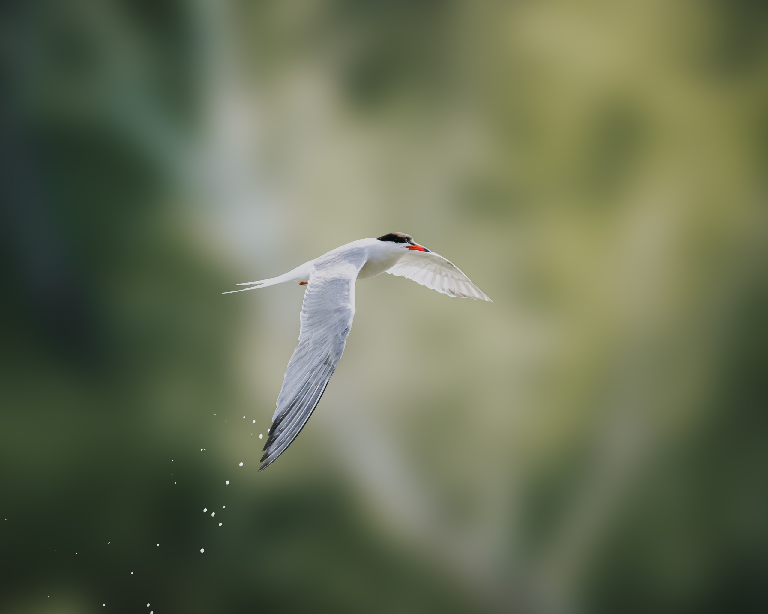Smolensk 2025. Anton Chernov | Wildlife photographer