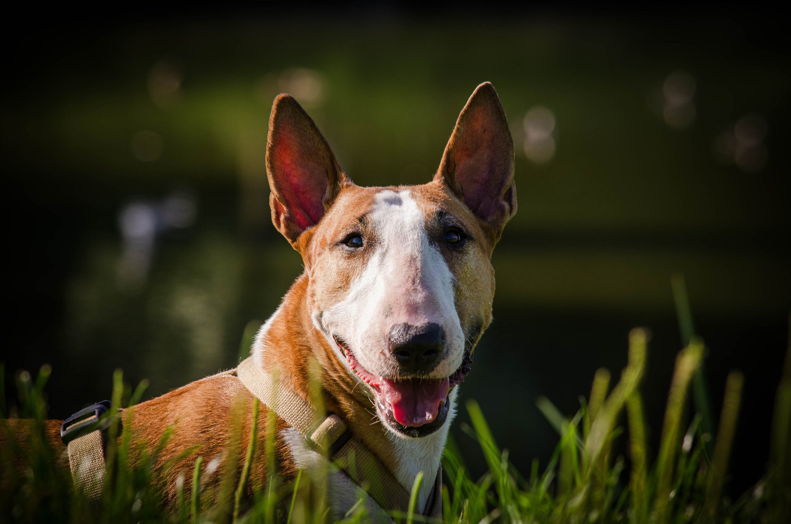 Пуля. Фотограф Светлана Блинова, Москва и Московская область