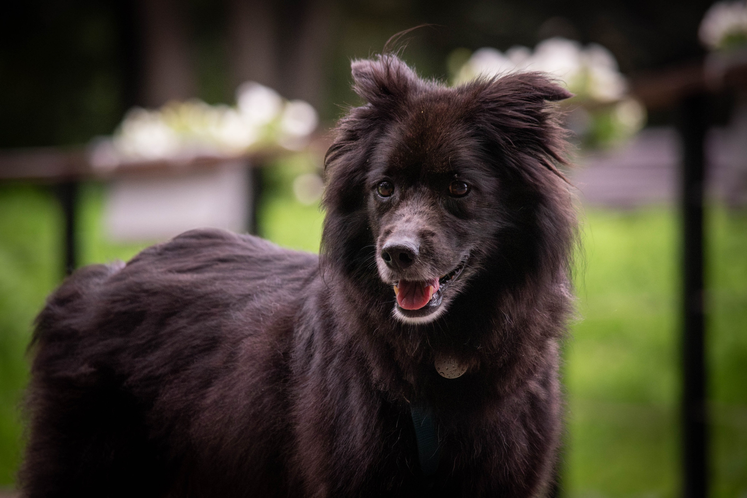 Альба и Даша. Фотограф Светлана Блинова, Москва и Московская область