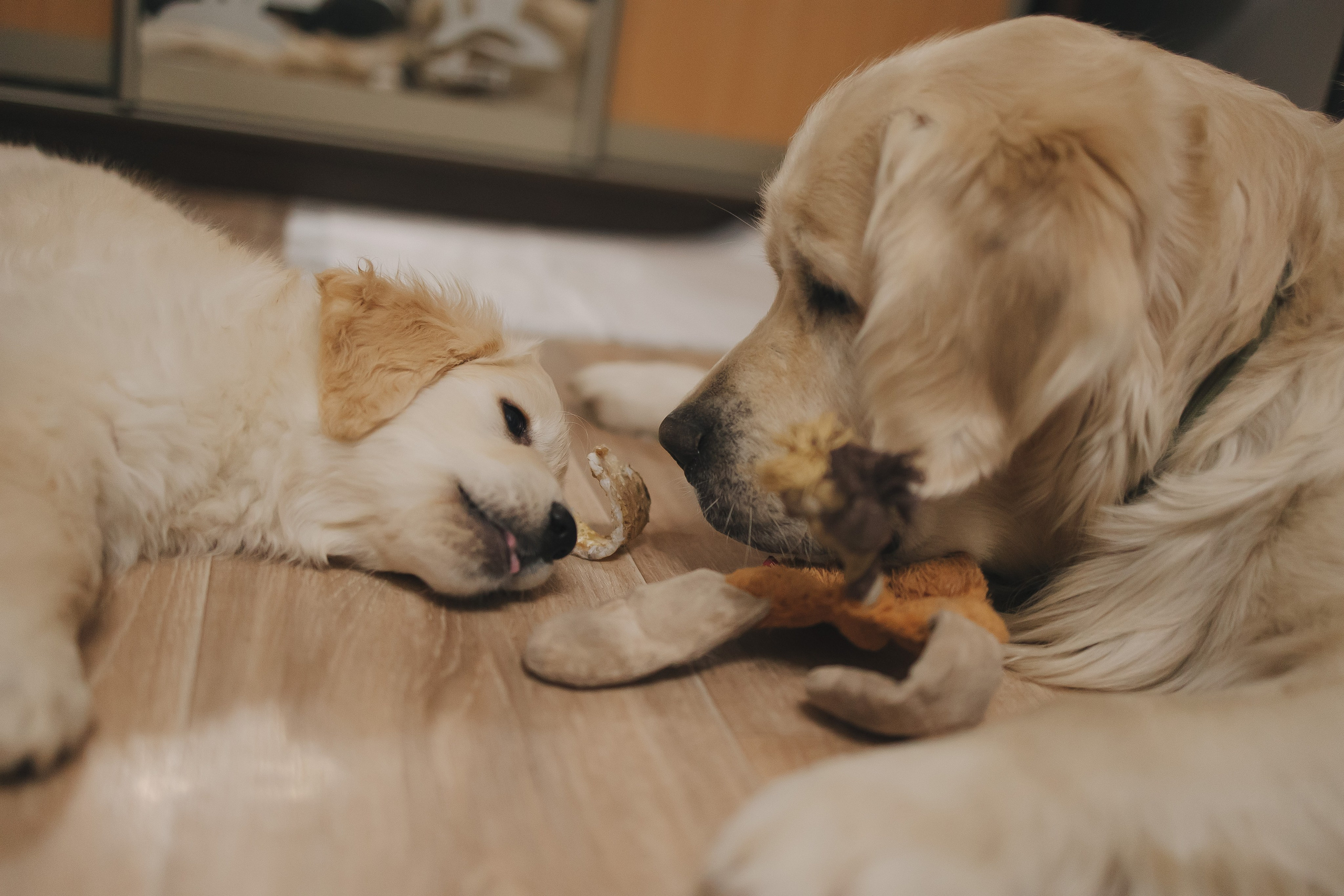 Снежик и Веста, НГ. Свадебный и женский фотограф