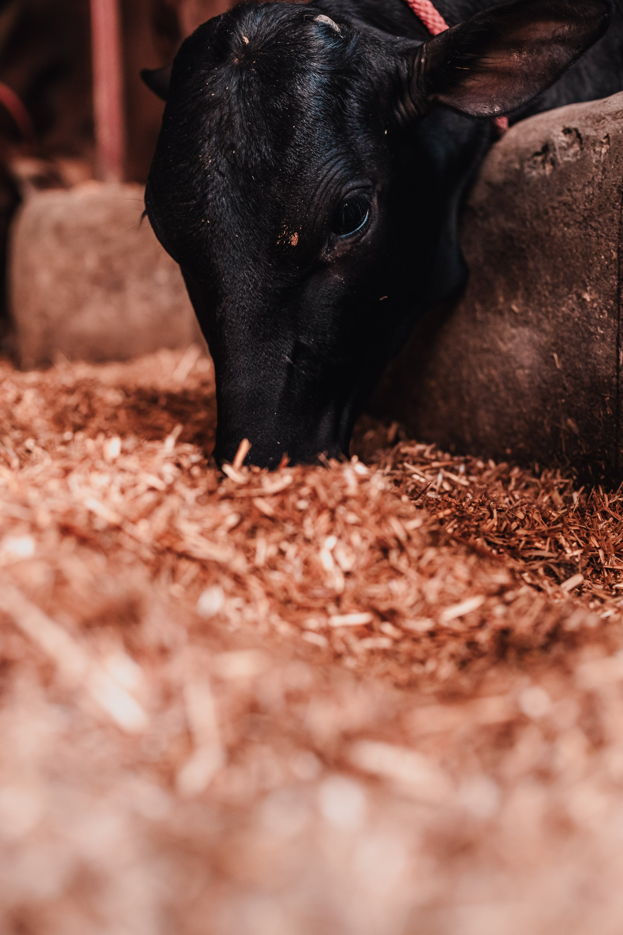 Devraha Baba Ji Ashram in Vrindavan. Мариам Багдасарян