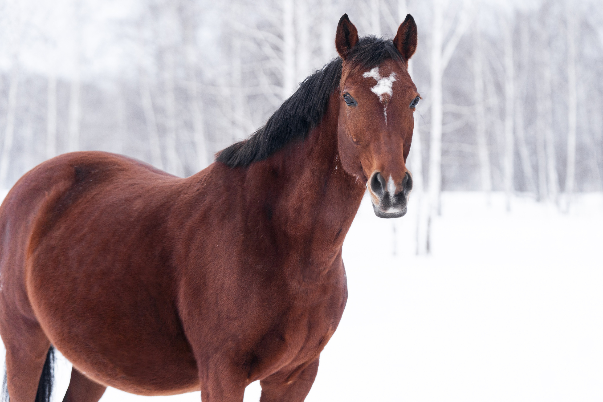 Сабина. Главная