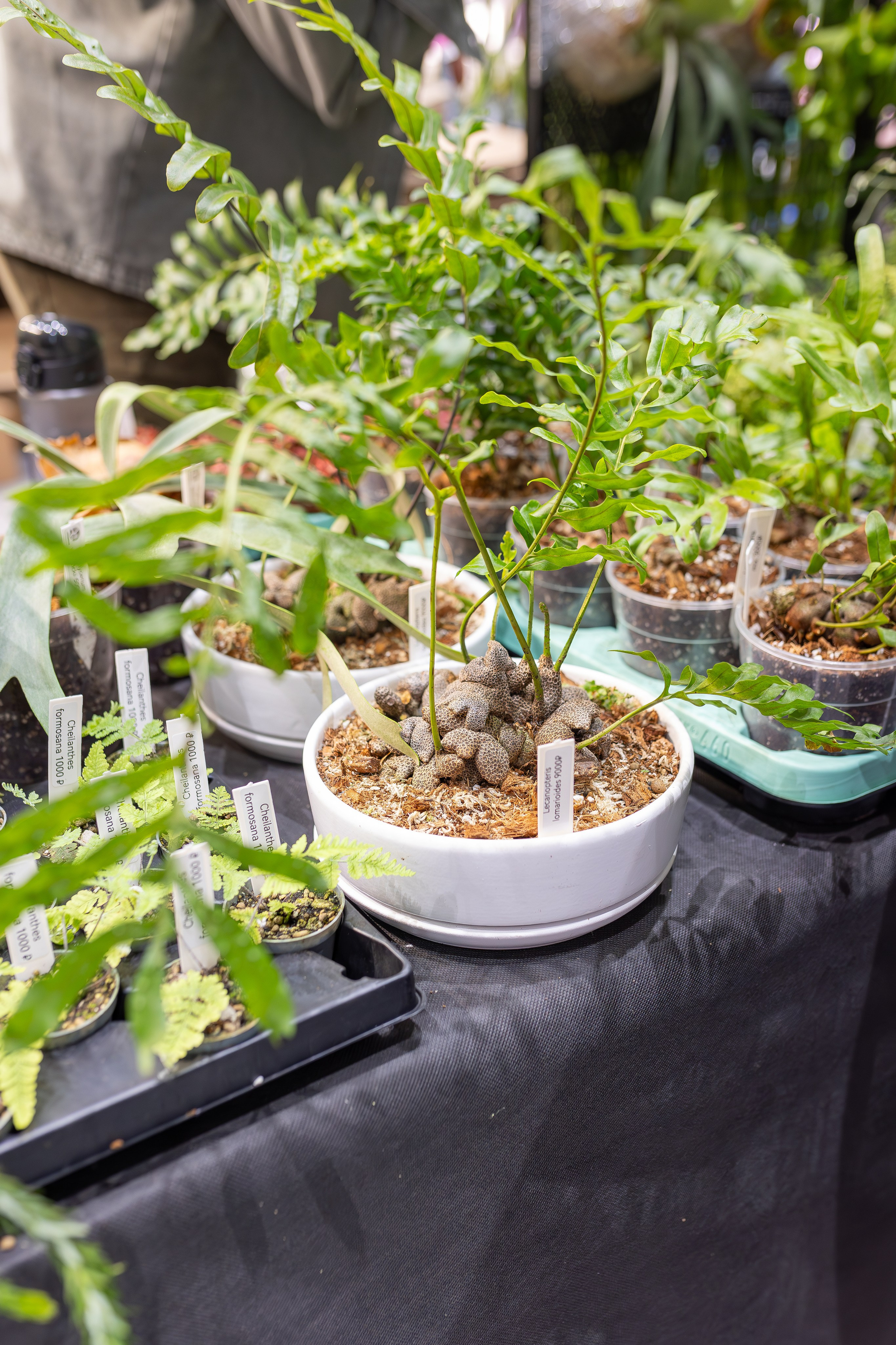 Монстериум апрель 2026. Александра Куликова фотограф, Москва