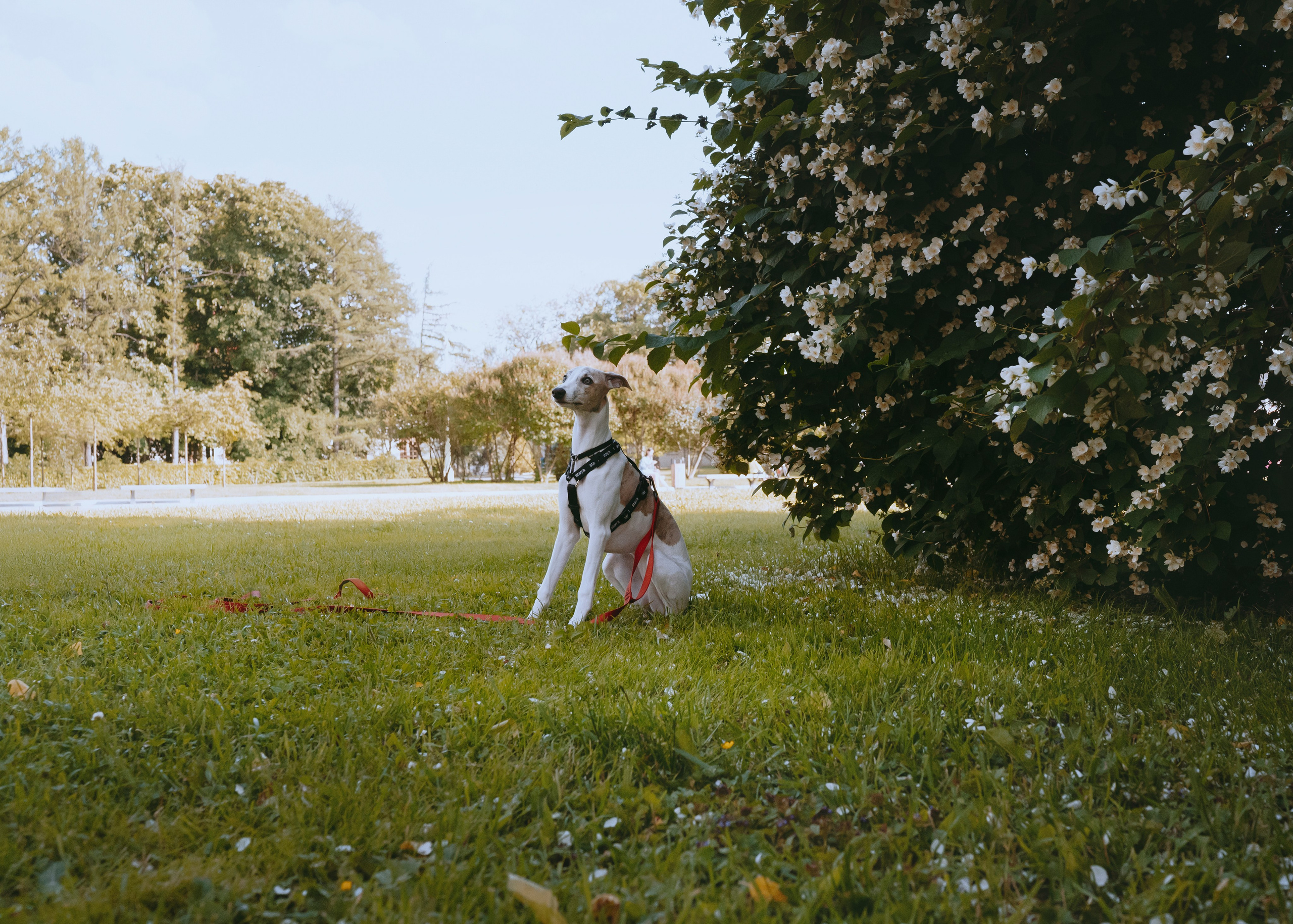 Ветка. Фотограф- анималист Александра Матвеева