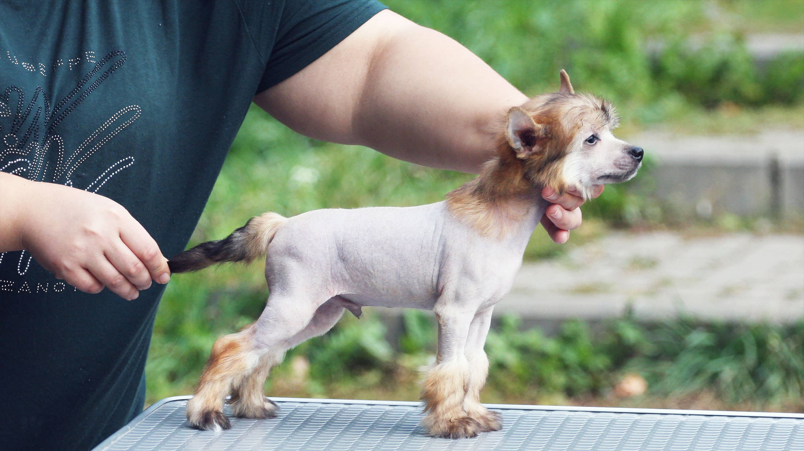 Litter C. Chinese Crested Dog Kennel Poale Ell