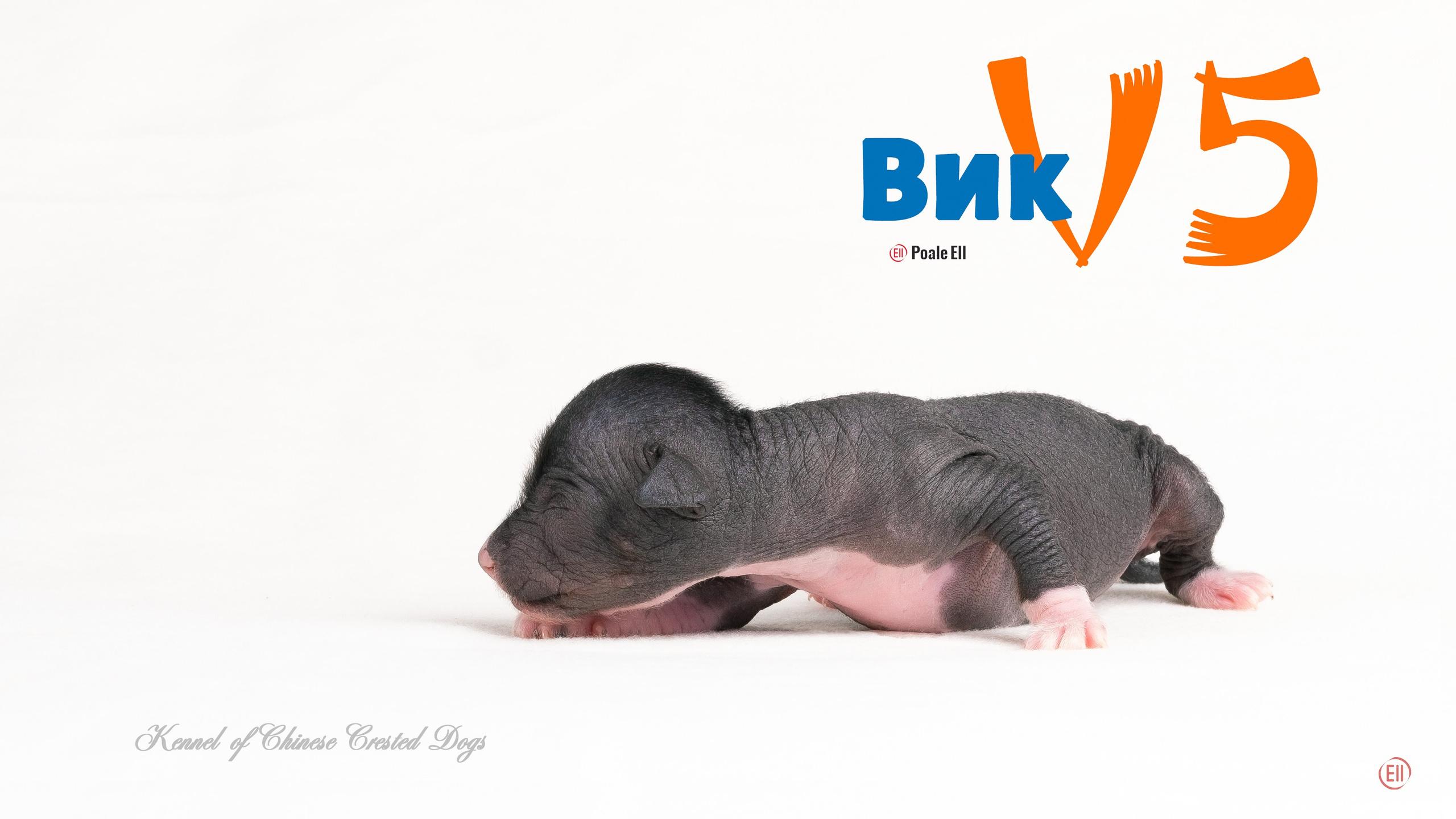 Помёт V. Питомник китайских хохлатых собак Poale Ell: купить щенка