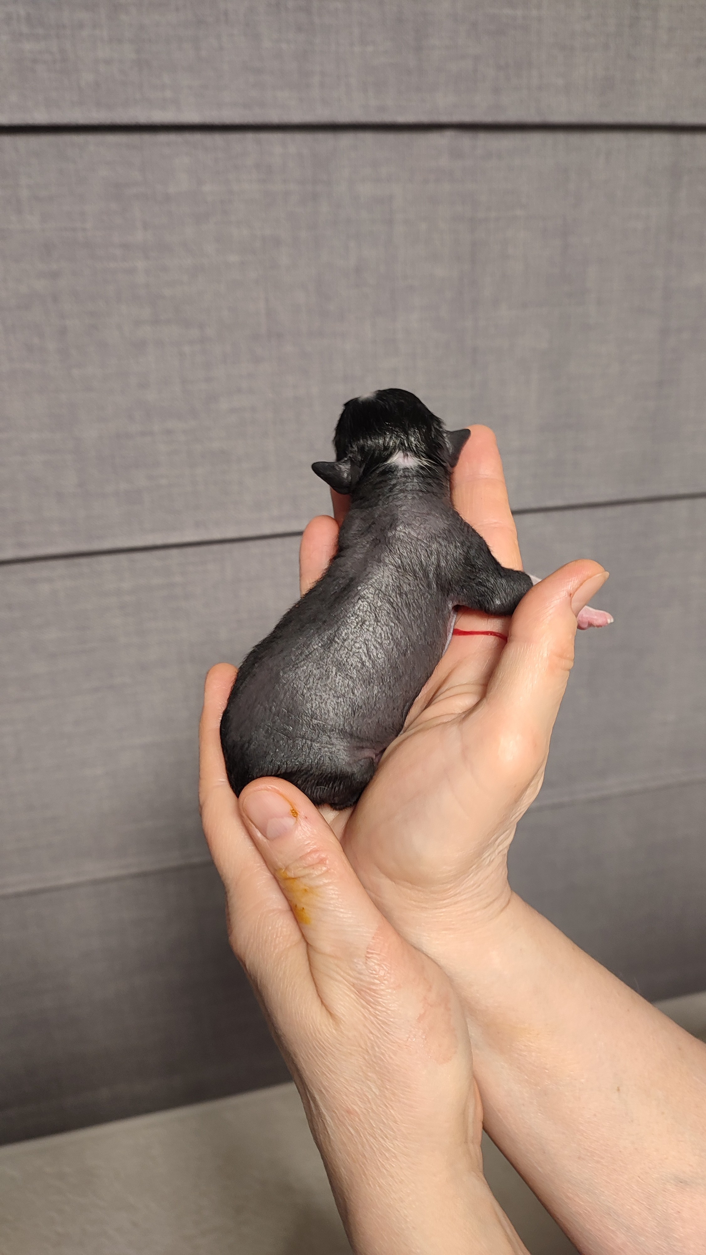 D4 День Рождения