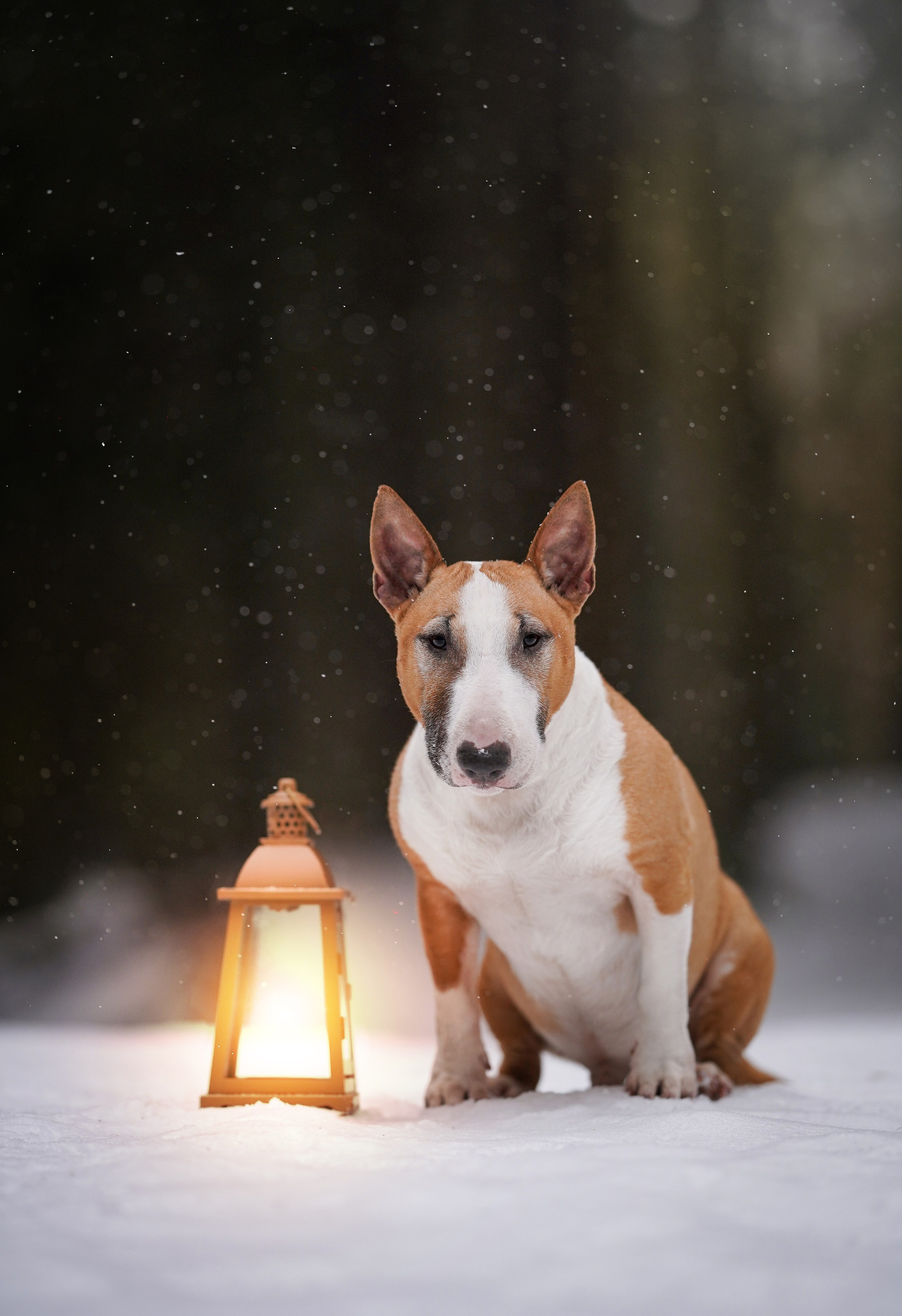 Юни и Панда. Фотограф-анималист в Санкт-Петербурге Яна Мартынова