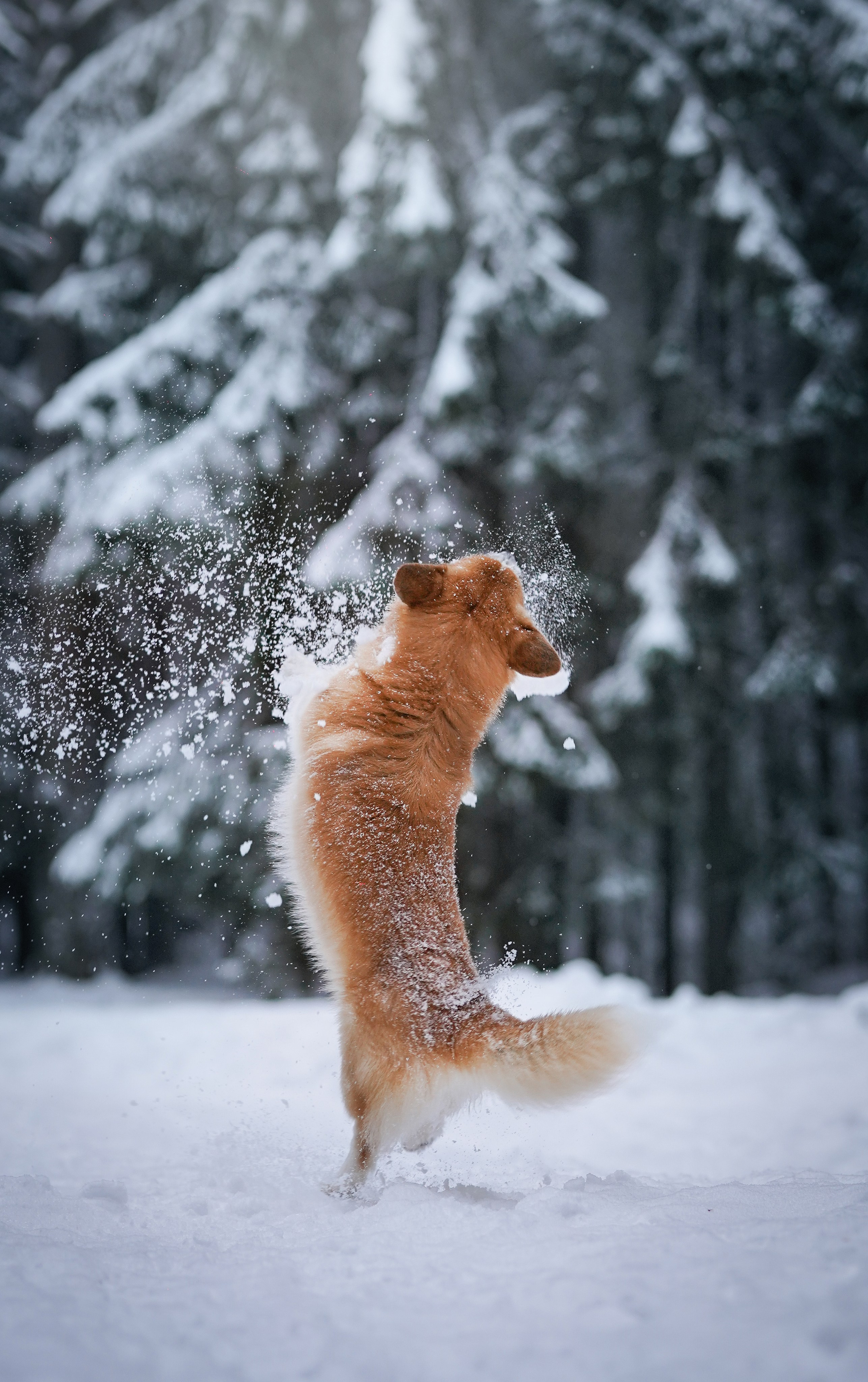 Катя Рокки и Честер. Фотограф-анималист в Санкт-Петербурге Яна Мартынова