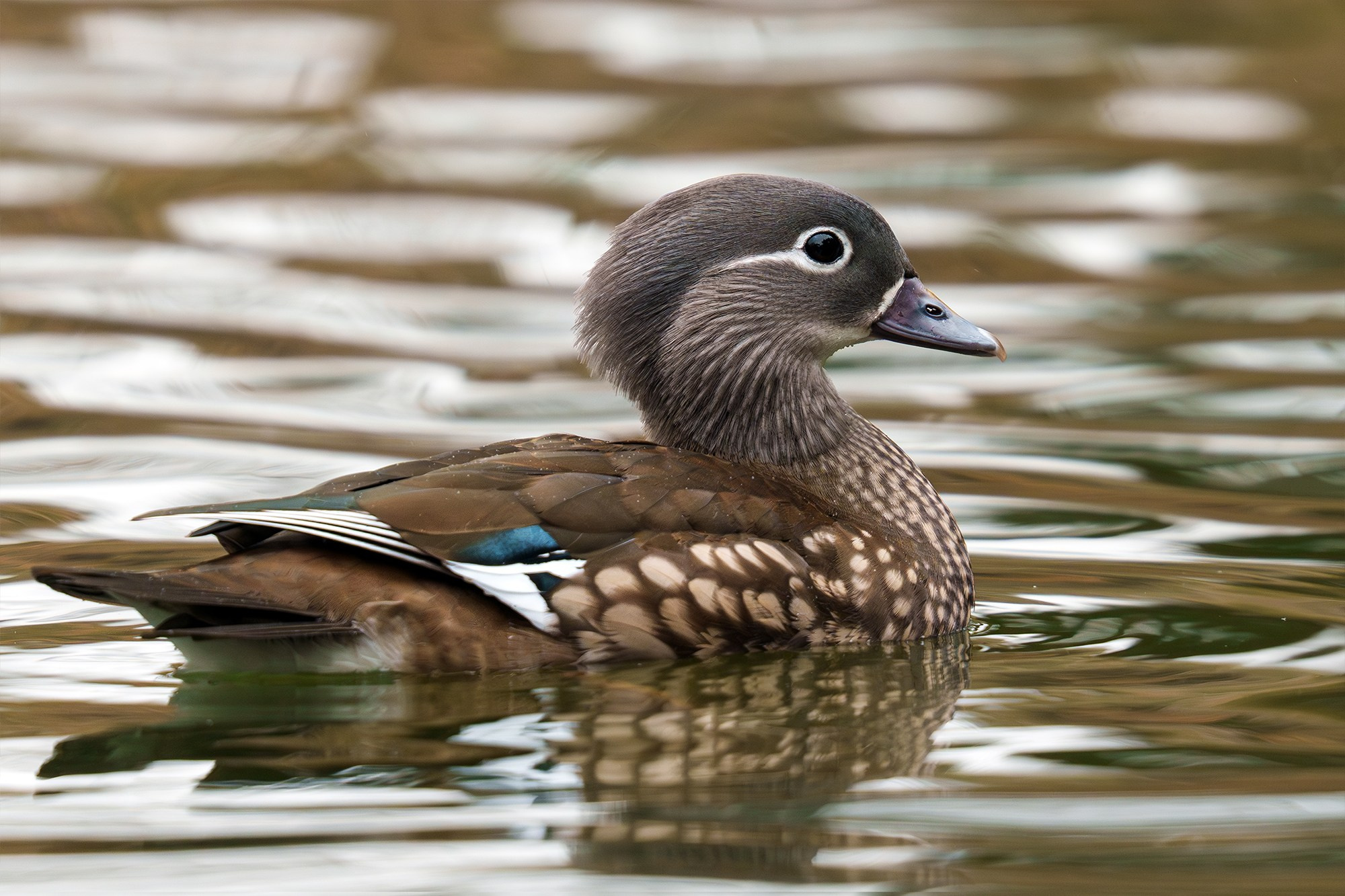 Удивительные мир птиц. Вокруг нас столько прекрасного — присмотритесь!. Ваш личный фотограф Марина Волкова