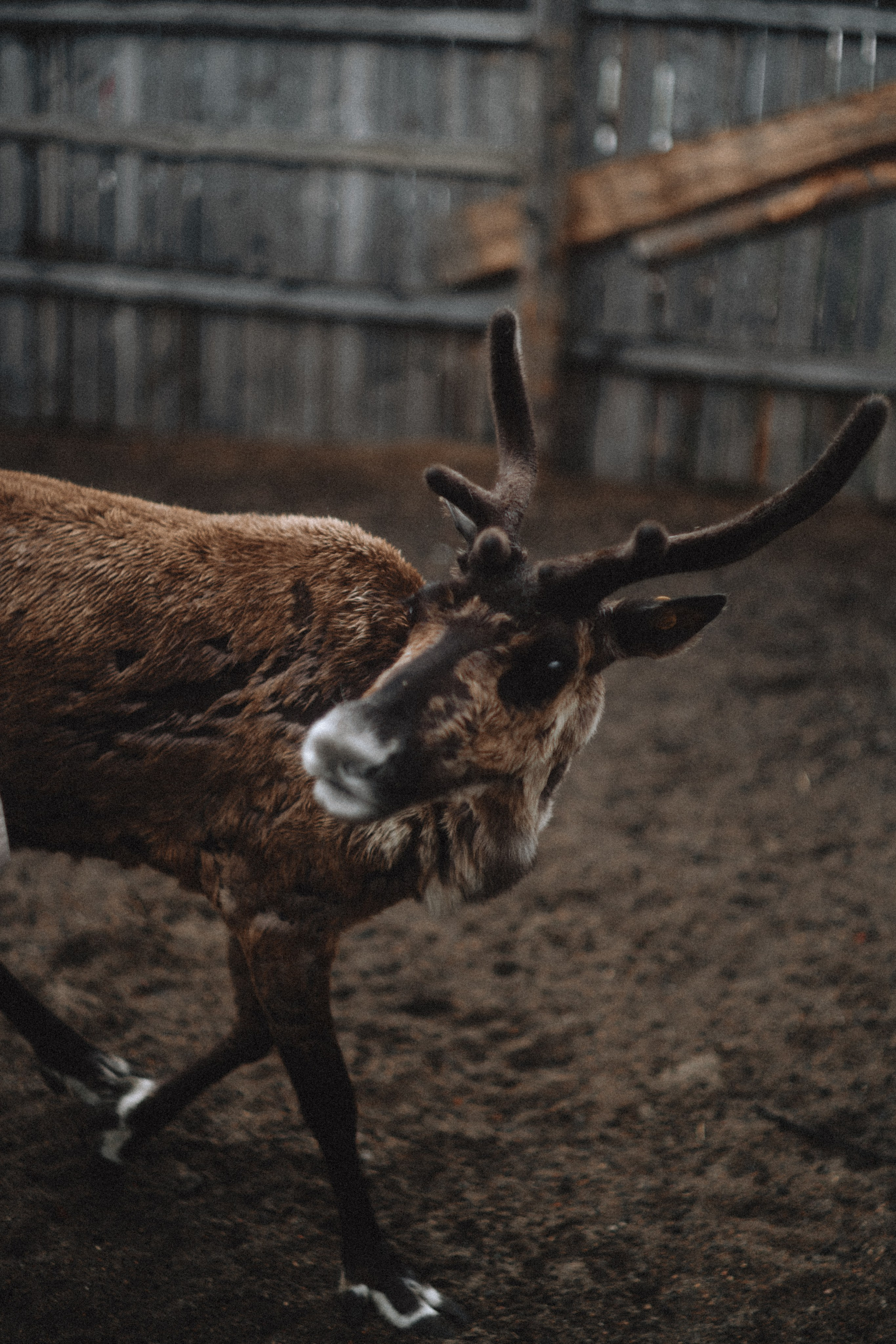 Териберка, Мурманск. Фотосъёмка для компании по организации туров в коллаборации с Яндекс 360