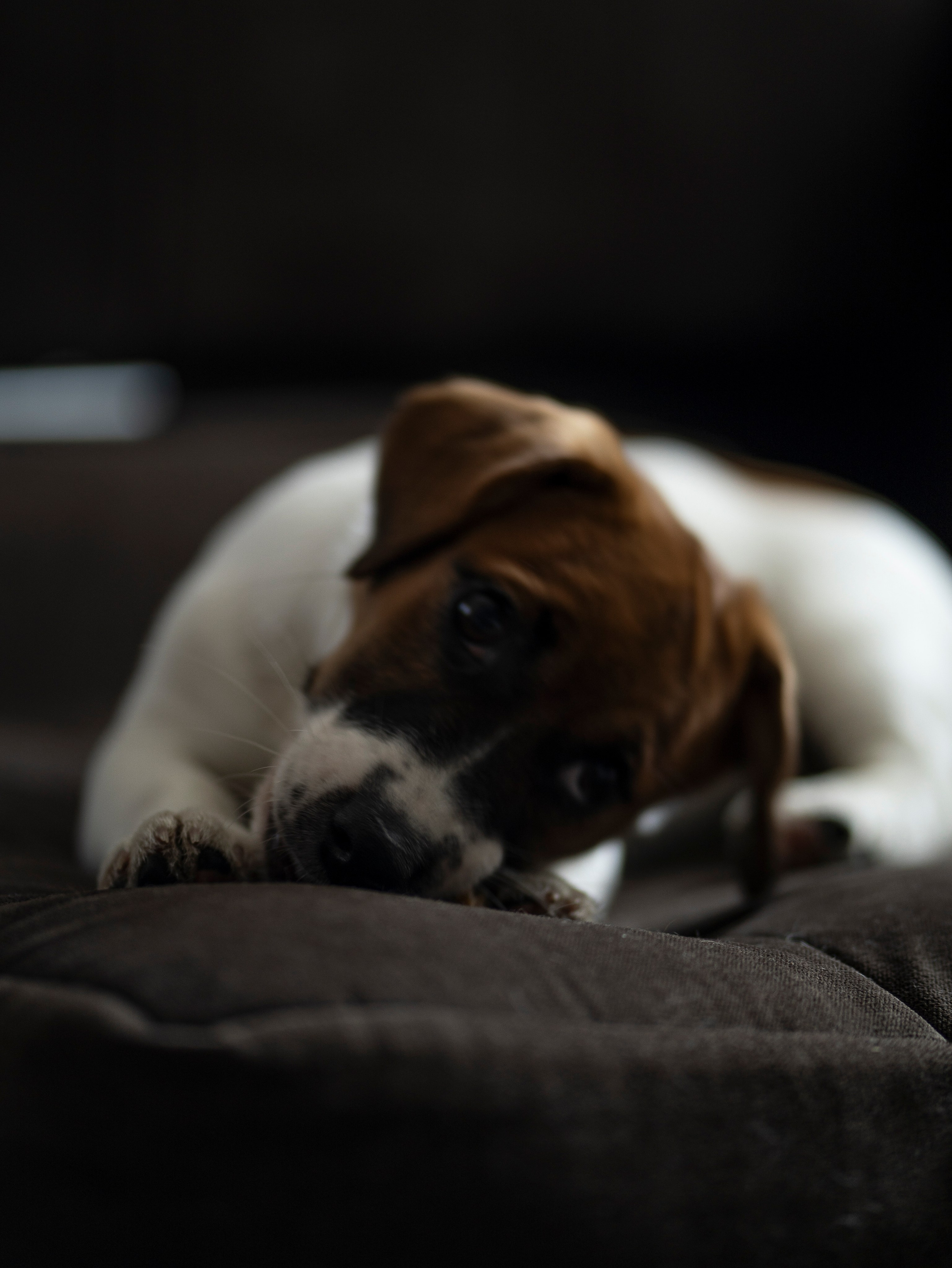 Ляля и Бандит Питомцы. Свадебный и Женский фотограф в г. Кемерово