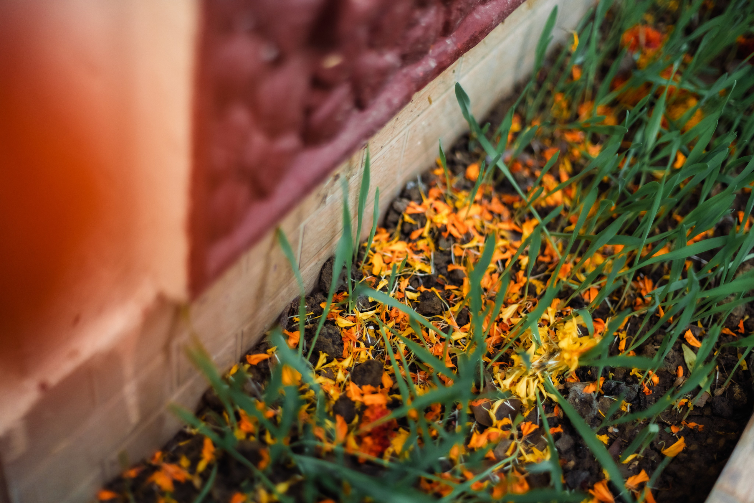 Devraha baba ji ashram life 2025. Mariam Bagdasaryan