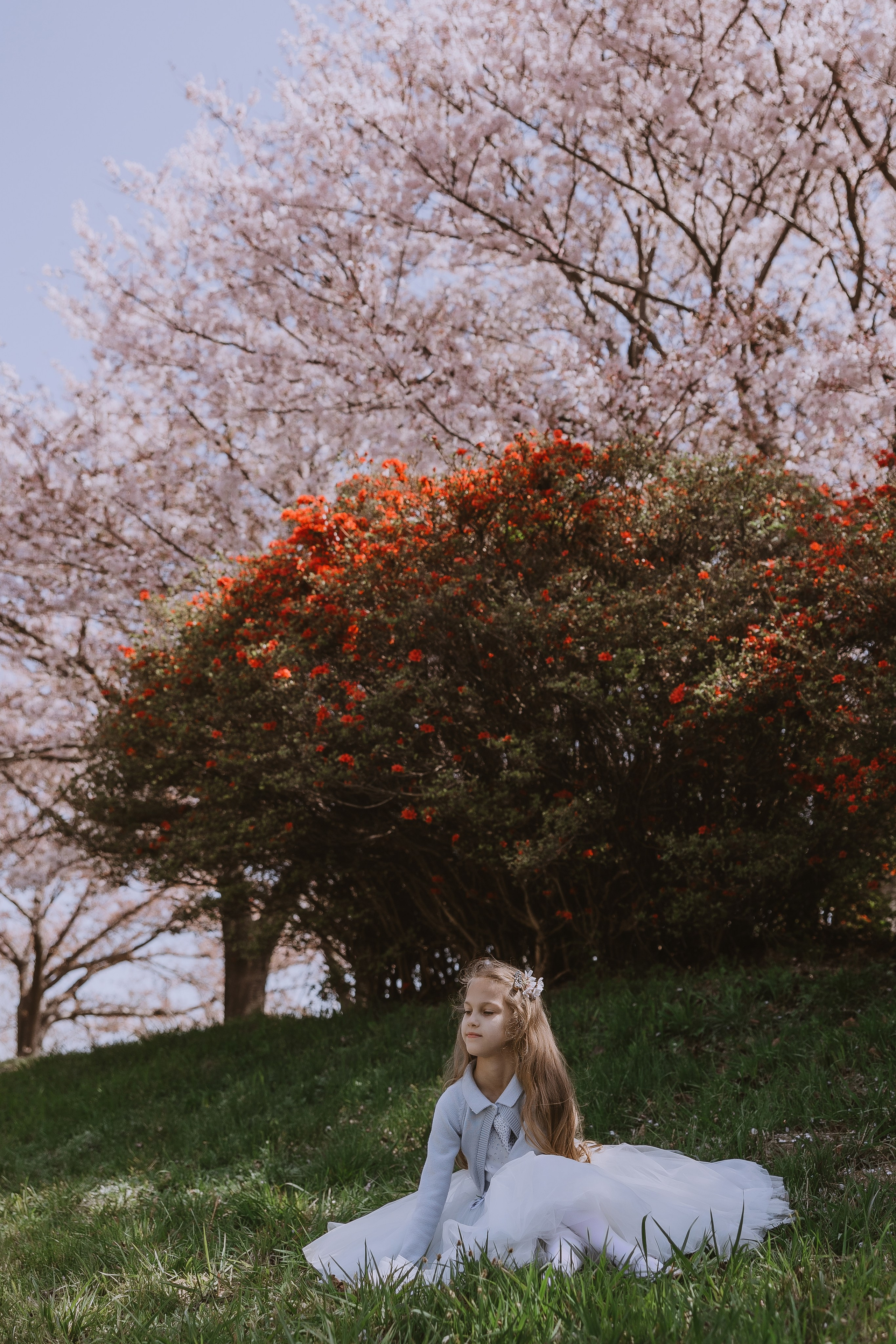 Beautiful girl at a photo shoot with sakura in Korea, Busan. Your photographer in Busan (South Korea) Aleksandra Anufriy