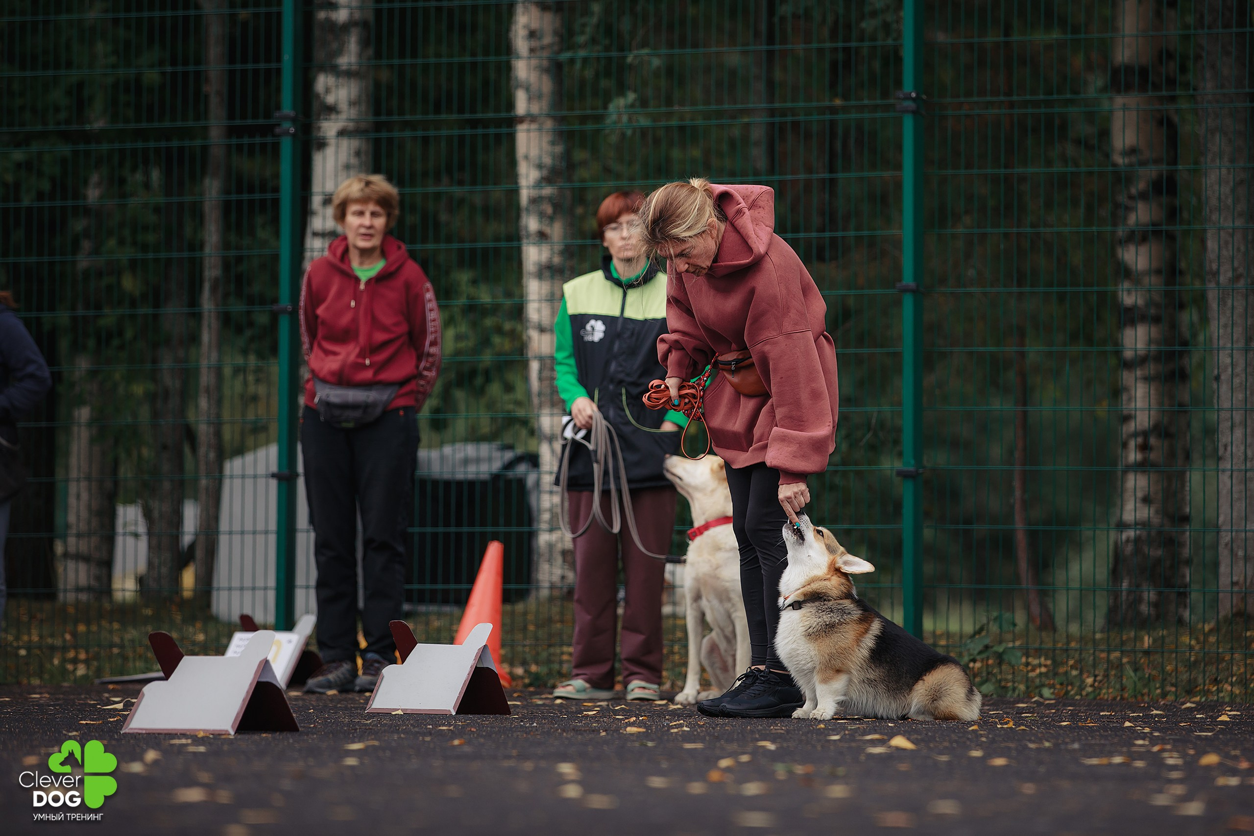 Кинологический лагерь CleverDog, 2024. Фотограф-анималист Mary Mart — Москва, Питер