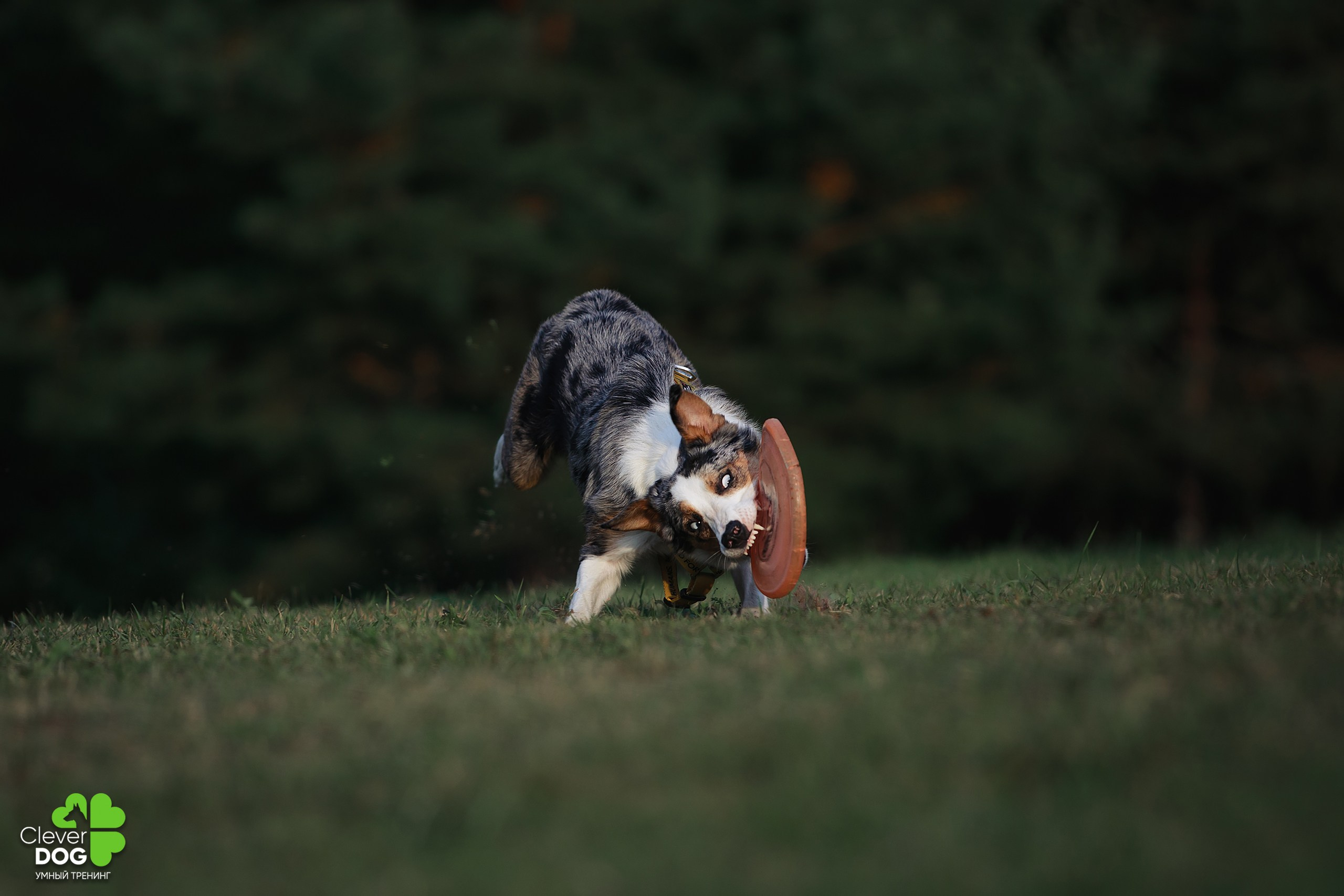 Кинологический лагерь CleverDog, 2024. Фотограф-анималист Mary Mart — Москва, Питер